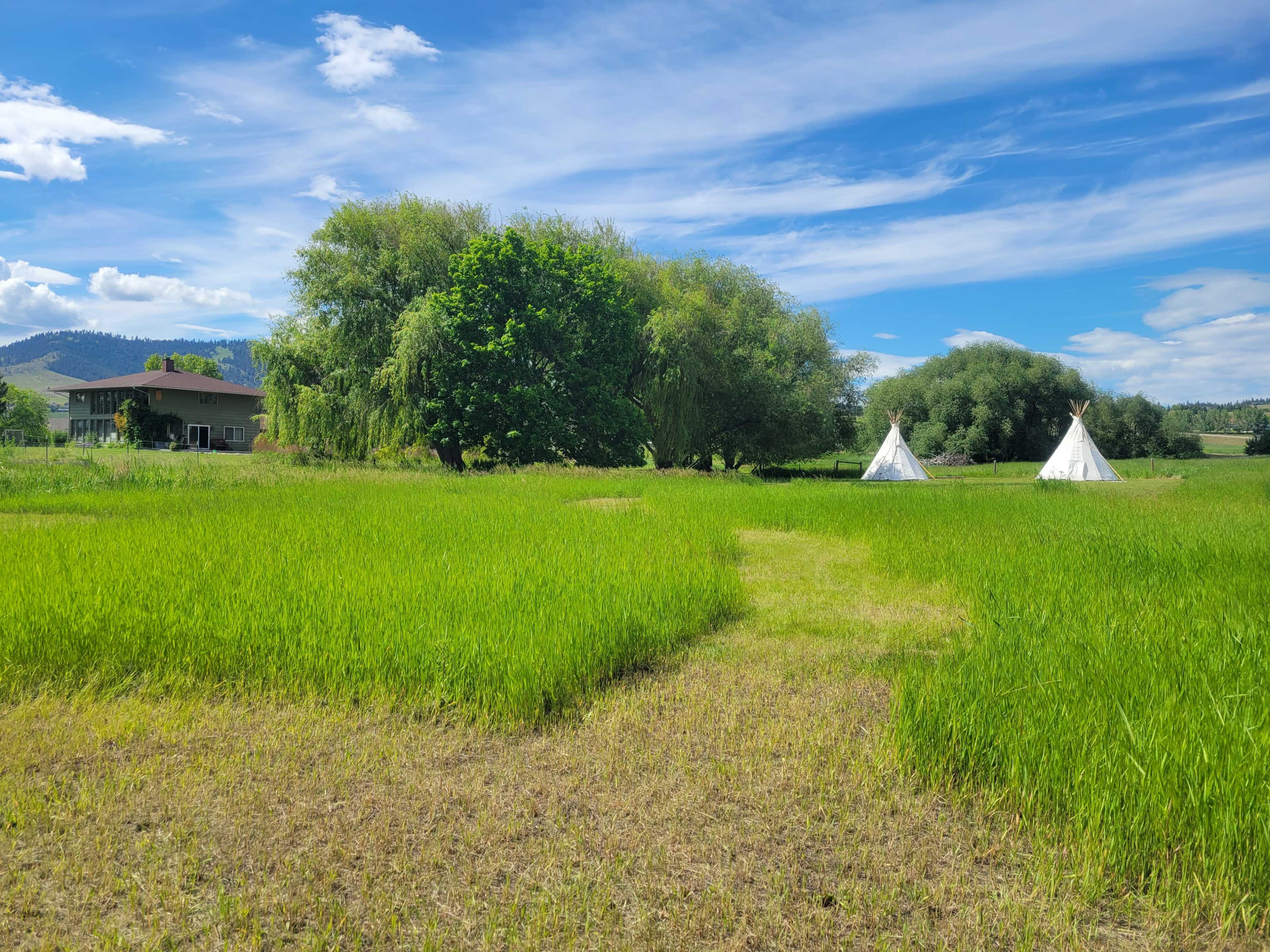A green field with two white tipis and a house surrounded by trees under a clear blue sky.