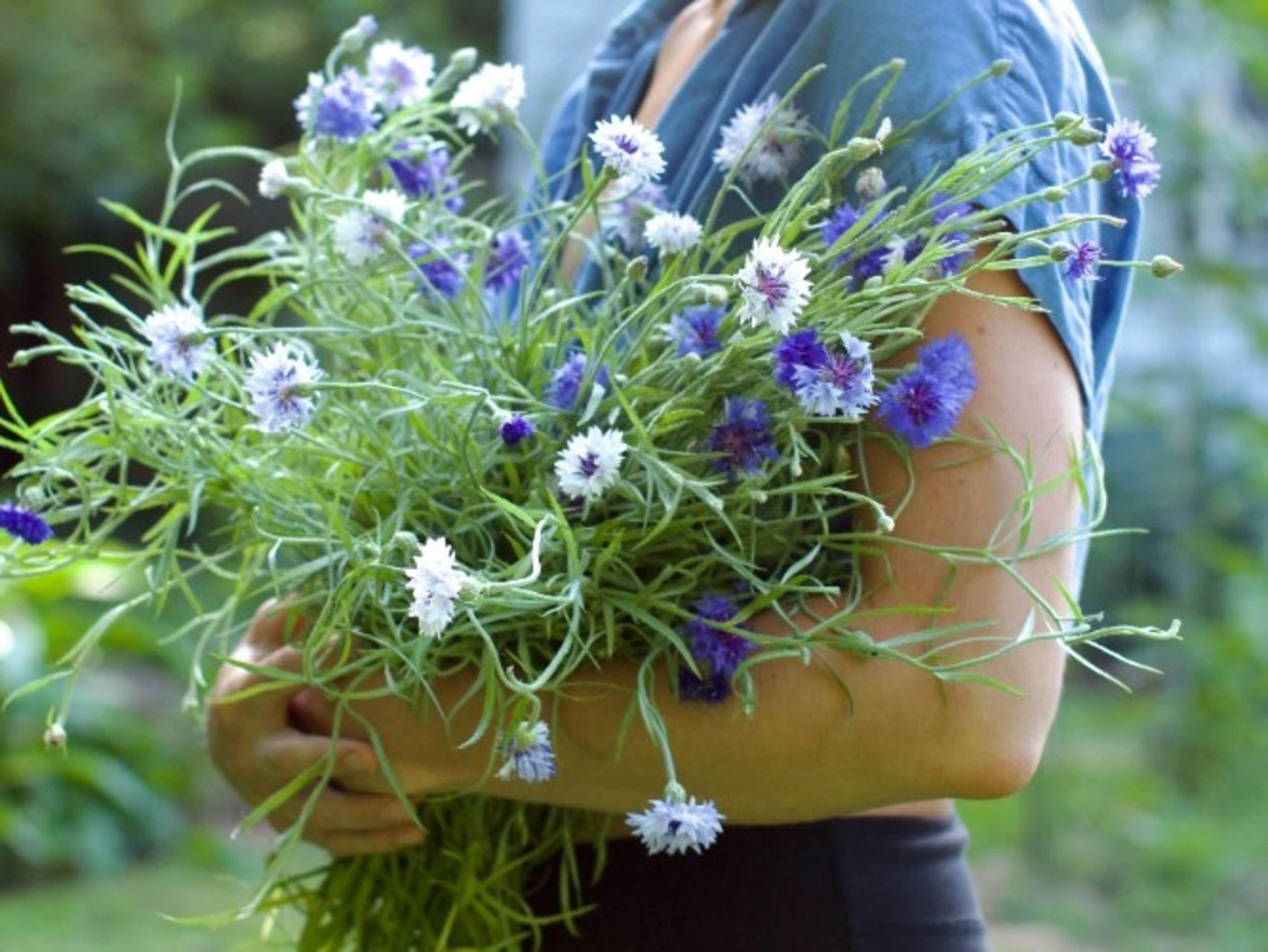 Large Bouquet of Seasonal Flowers From The Garden