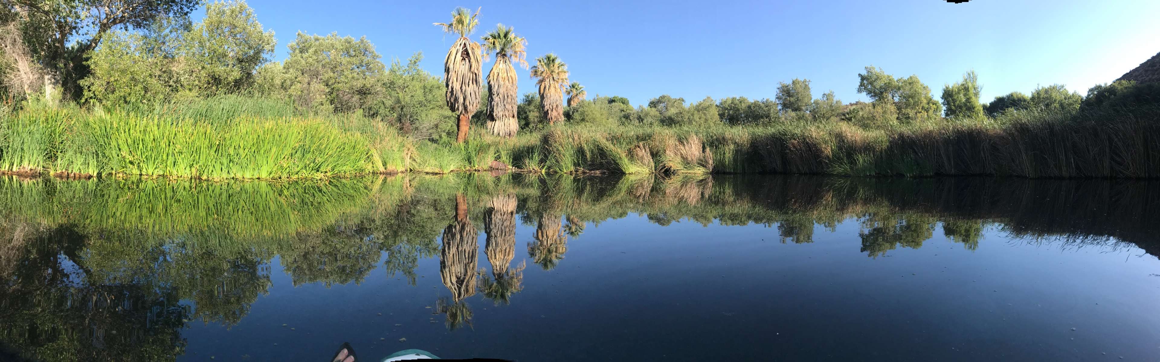 A calm body of water surrounded by lush greenery and palm trees, reflecting the landscape in its surface.