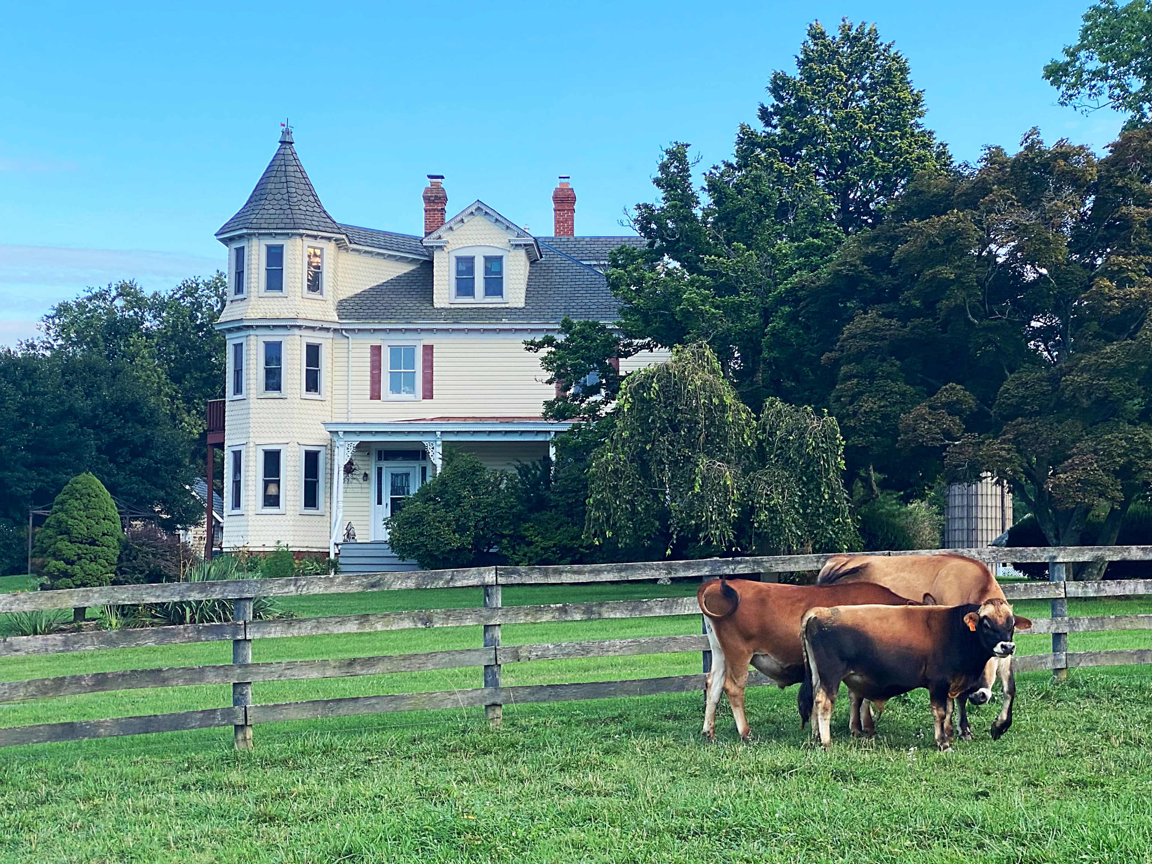 A Victorian-style house stands behind two cows grazing in a grassy field, enclosed by a wooden fence.