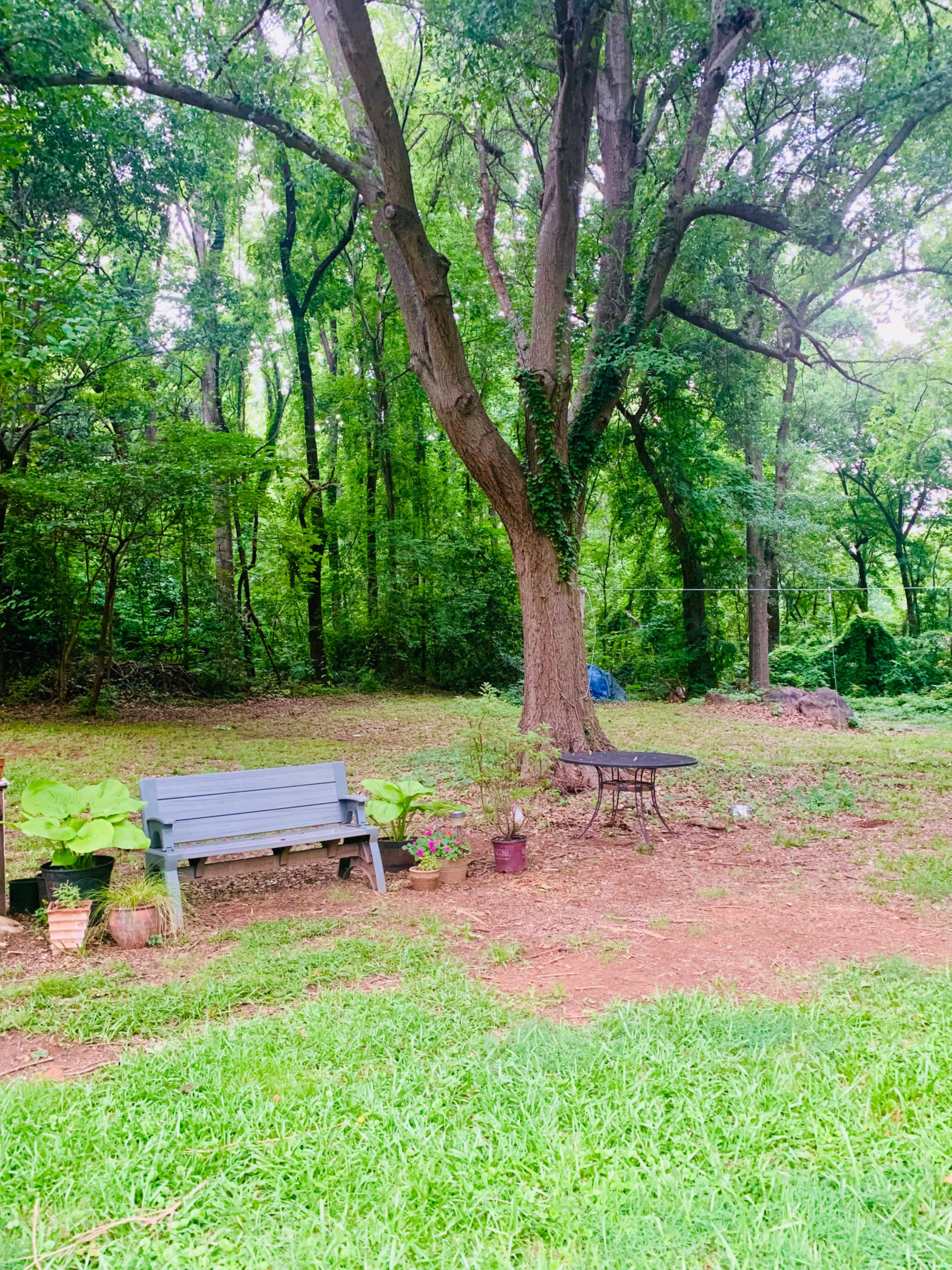 Big Backyard, Rustic Woodland Setting, Mature Tree Canopy and Butterfly Garden for Photo Shoots Image in , Mount Holly, NC