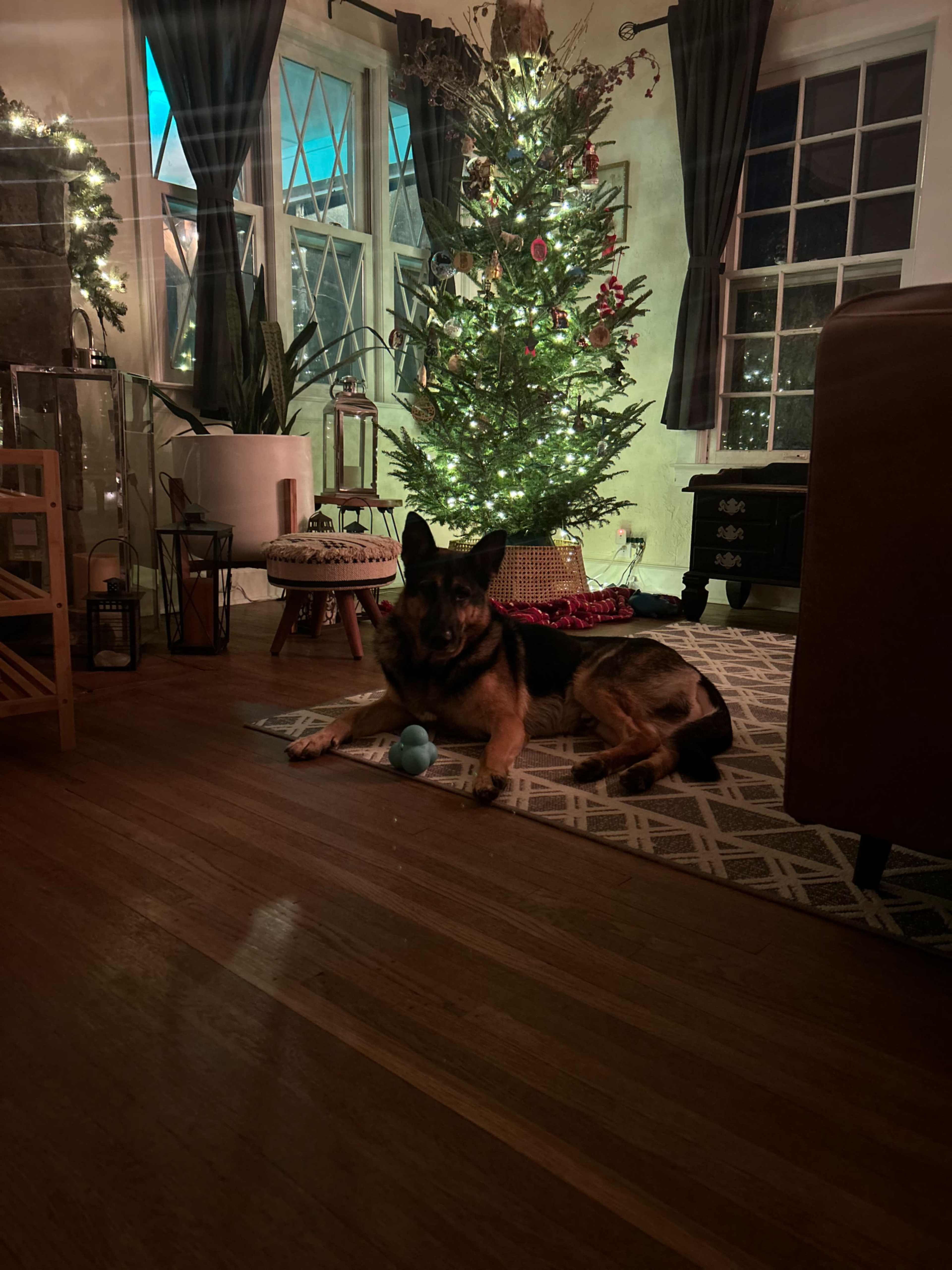 A German Shepherd lies on a rug in a warmly lit room with a decorated Christmas tree in the background.