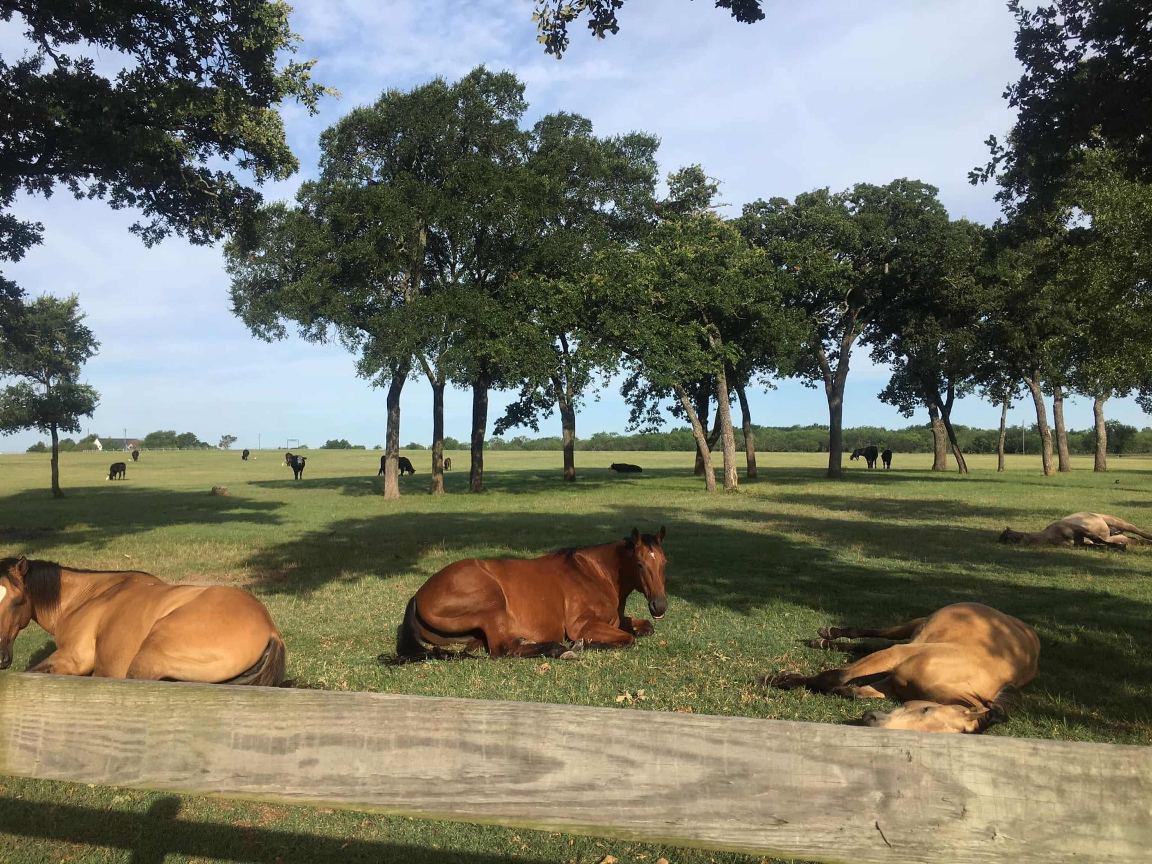 A group of horses rests on the grass under several trees in a field with more cattle in the background.
