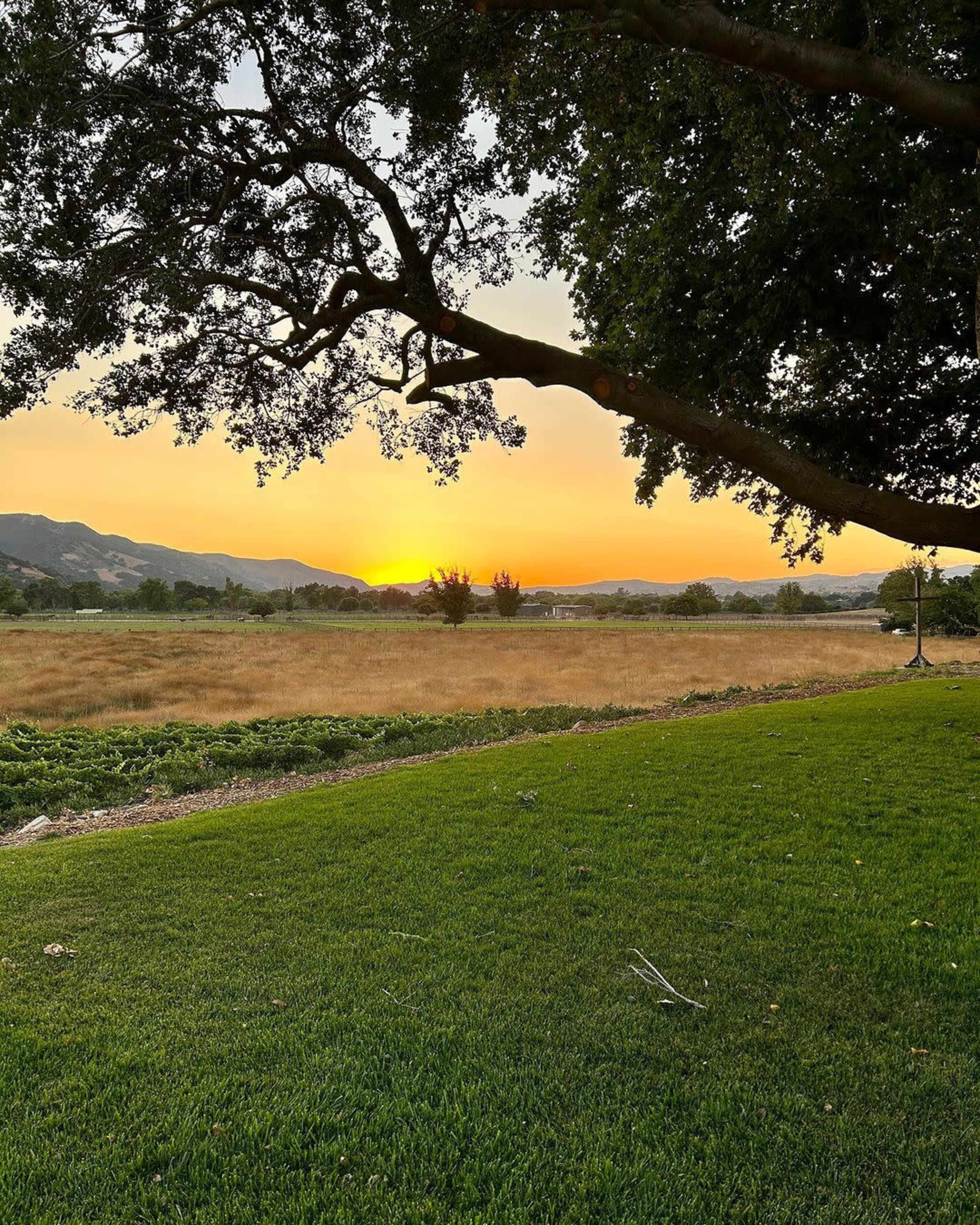 The sun sets over a grassy field framed by a tree and rolling hills in the background.
