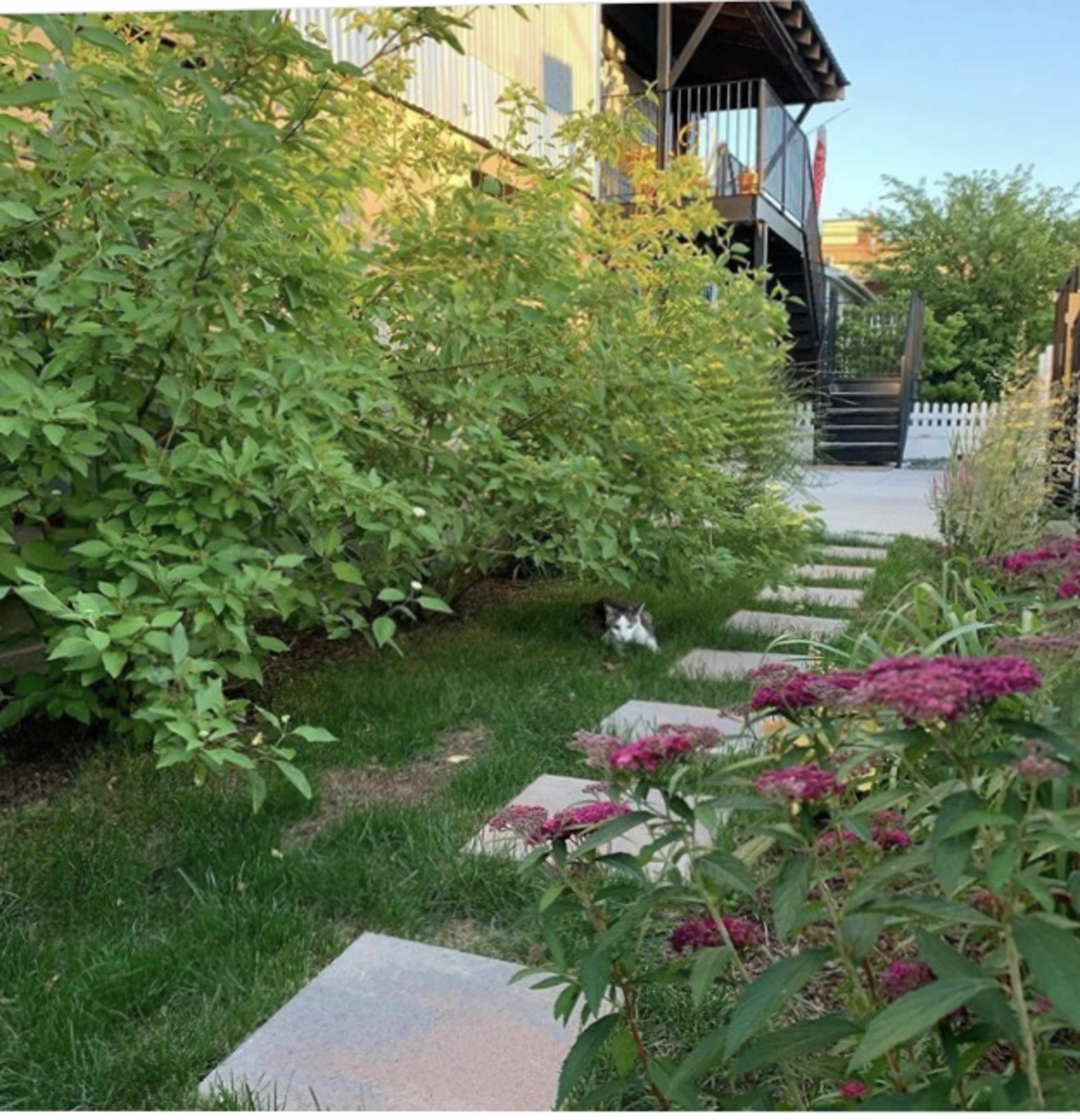 A cat sits among the greenery near a walkway lined with stepping stones and flowers in a garden setting.