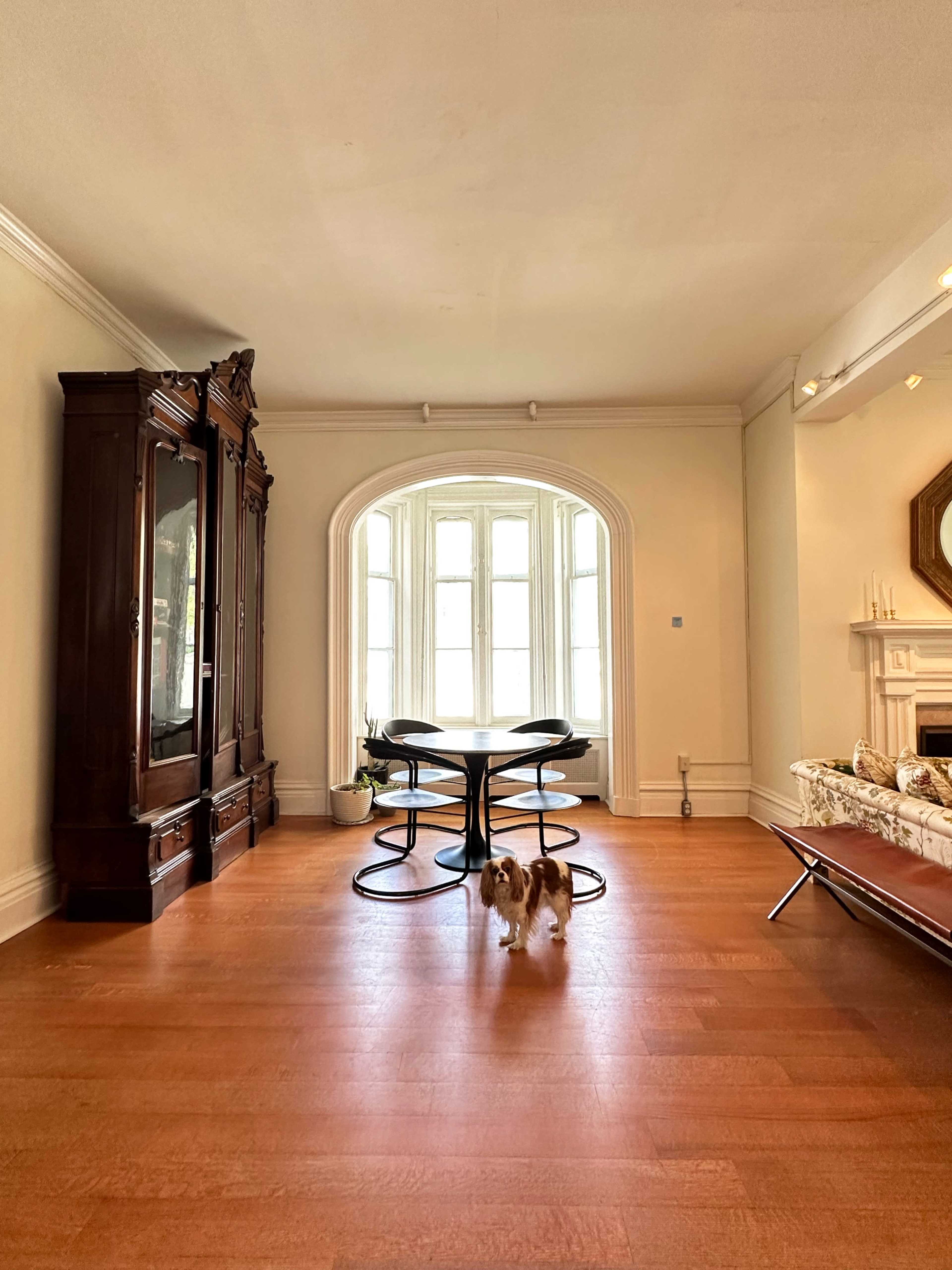 A small dog walks on wooden flooring in a room with a round black table and a large display cabinet near a curved window.