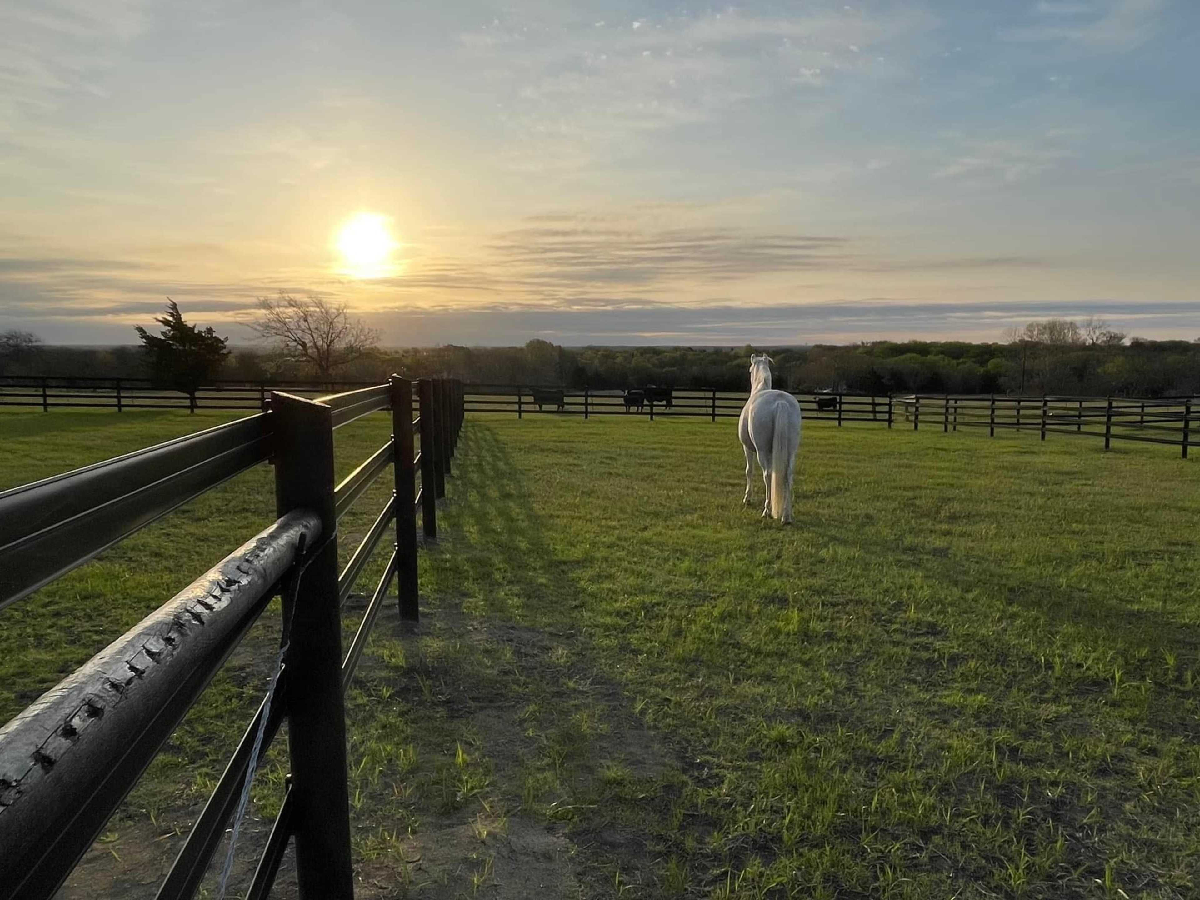 A white horse walks away toward a setting sun in a pasture bordered by black wooden fences.