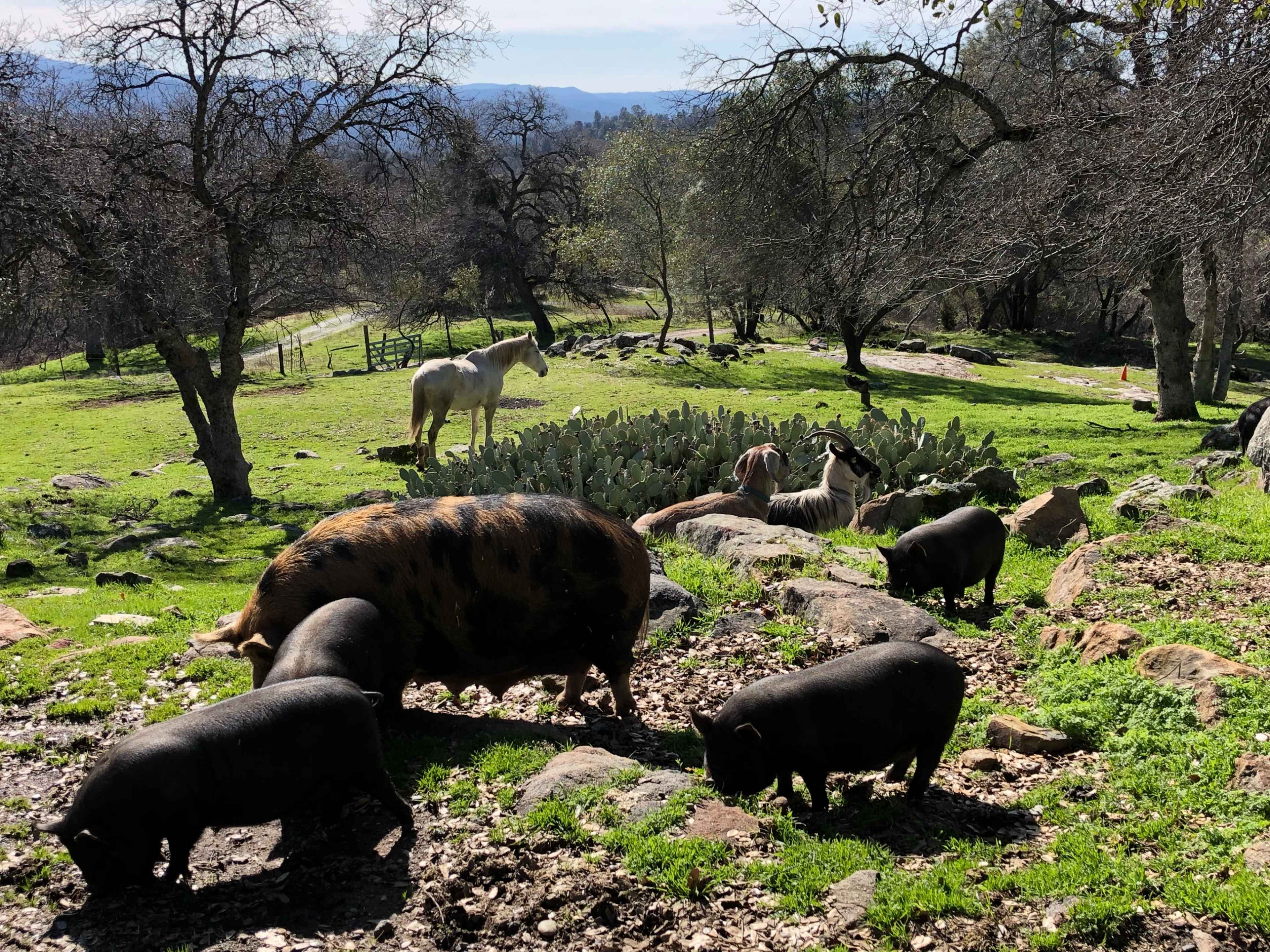 A group of pigs forages on grassy ground near a horse and several other animals in a wooded area.