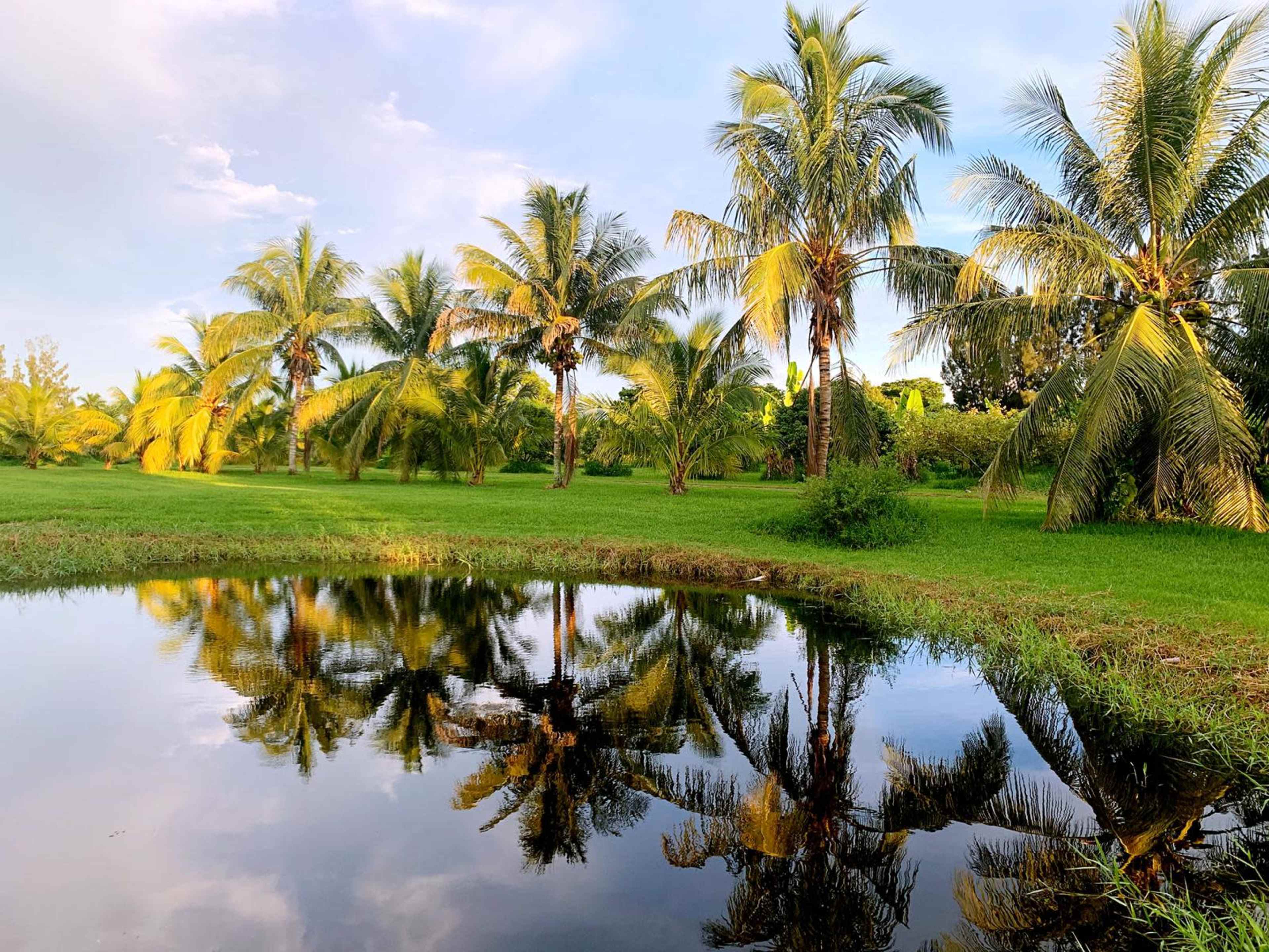 A calm pond reflects palm trees against a clear sky in a lush green landscape.