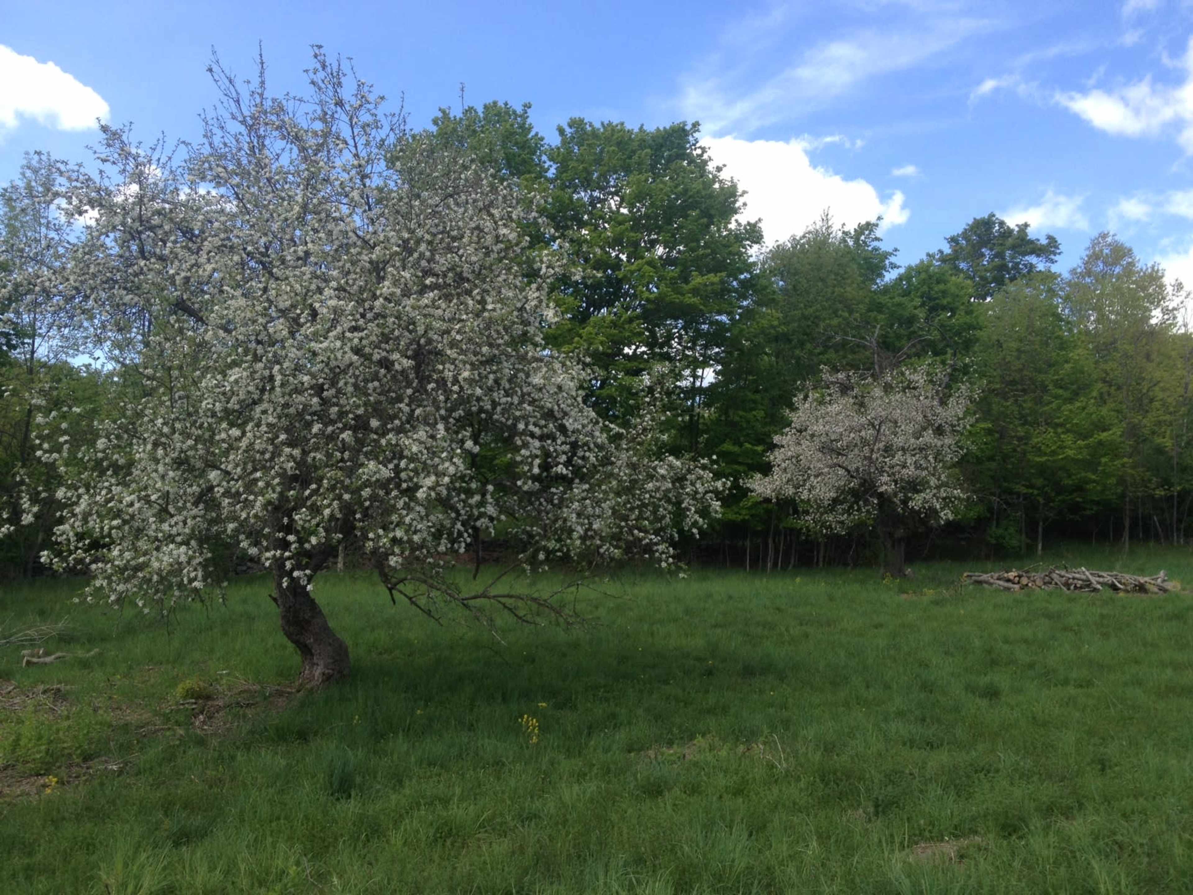 Two flowering trees stand in a grassy field surrounded by dense green foliage under a blue sky with scattered clouds.