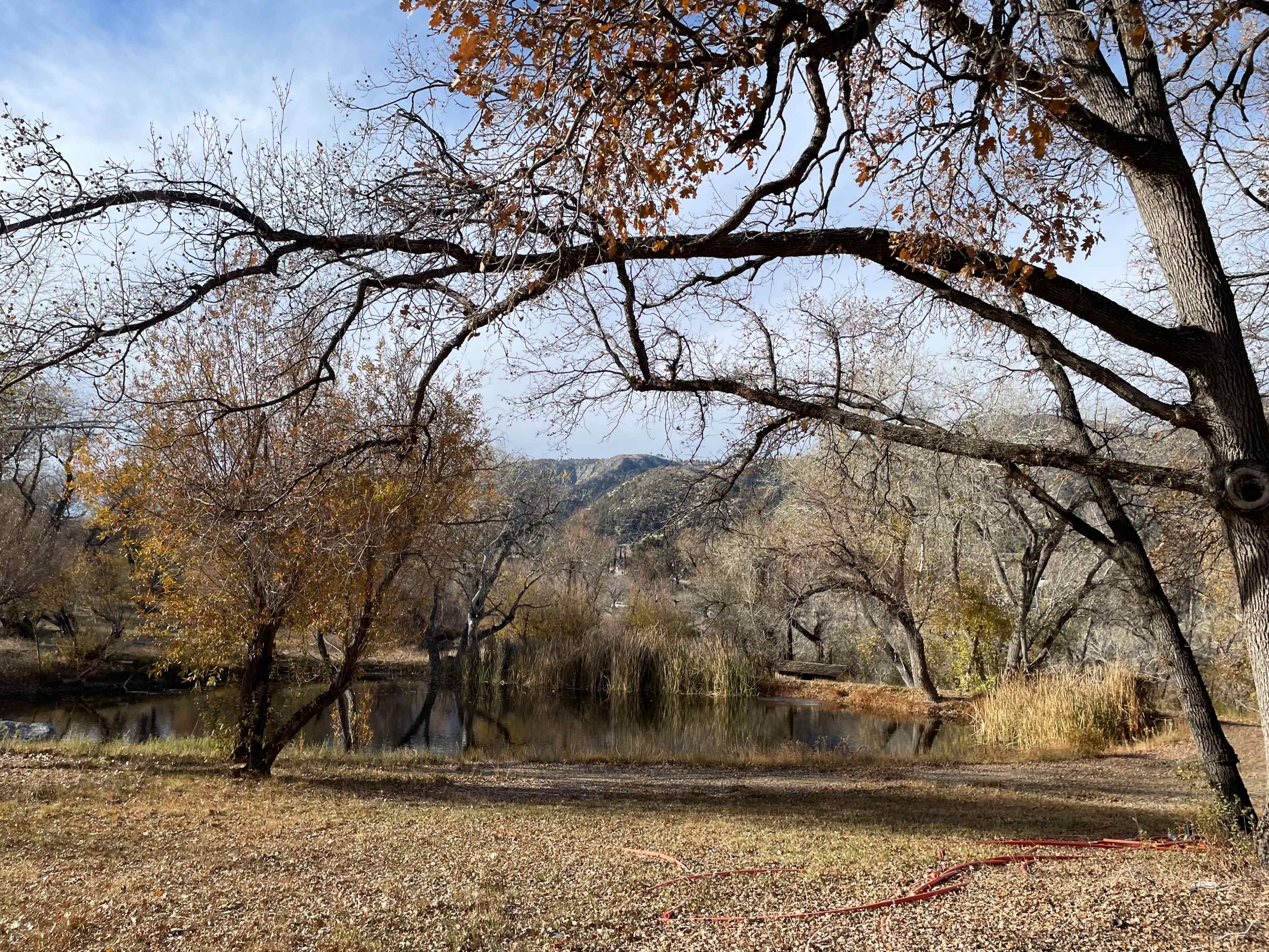 A calm pond is surrounded by barren trees and autumn foliage in a natural landscape.