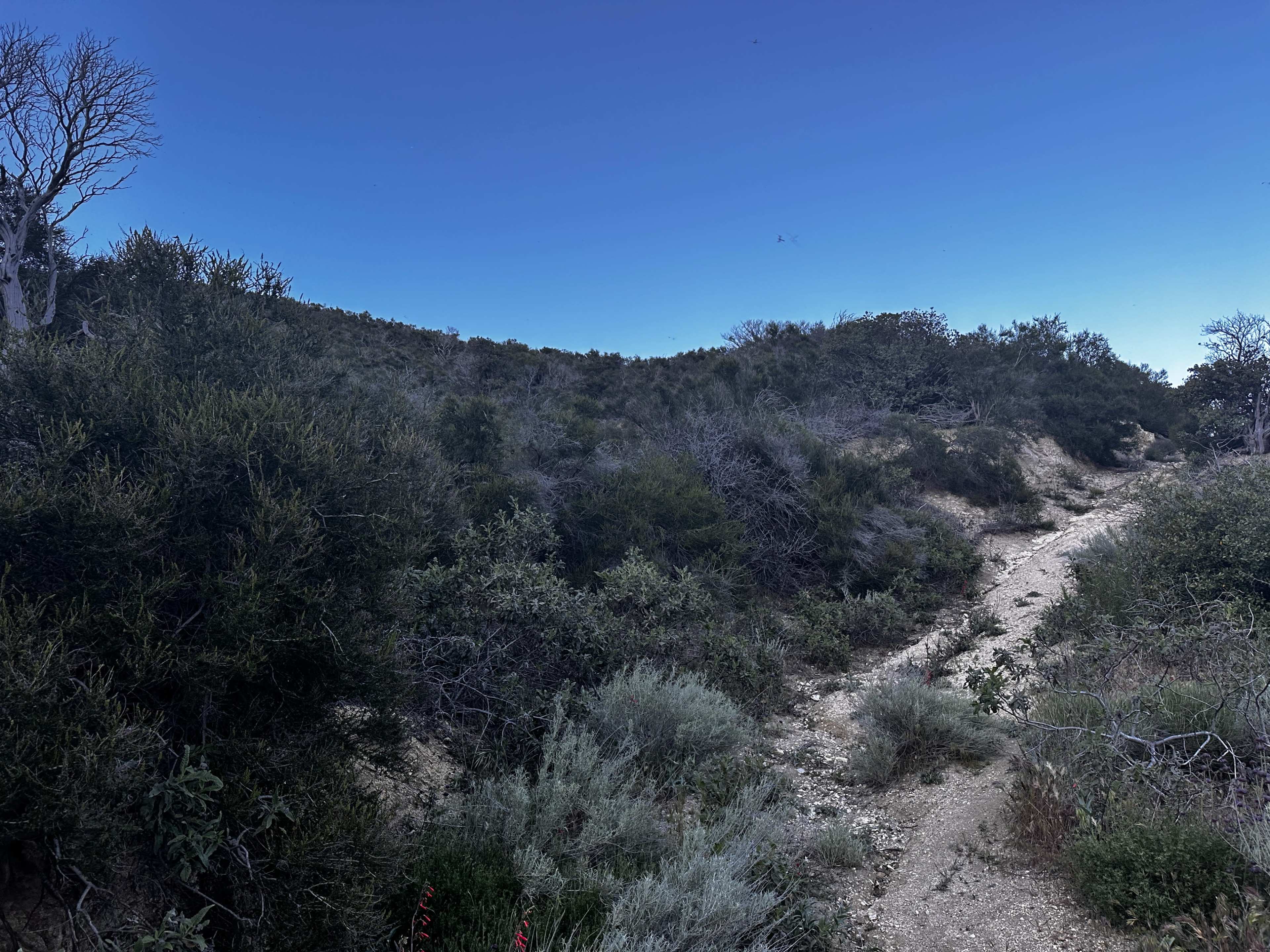 Wild Sage Hill - Cinematic Wilderness Film Location Image in Leona Valley, Leona Valley, CA