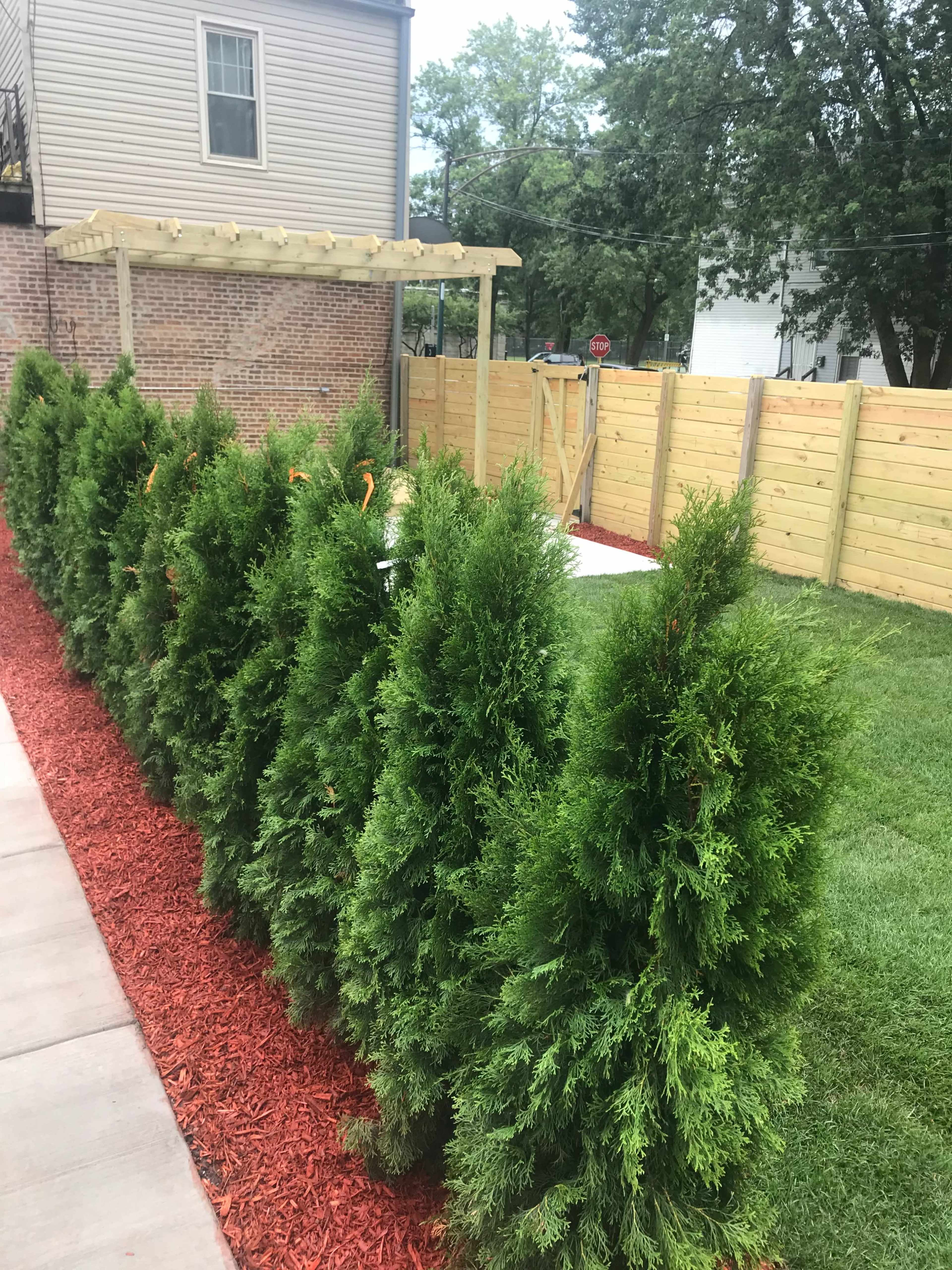 A row of green coniferous trees is planted along a walkway, bordered by red mulch and a wooden fence in the background.