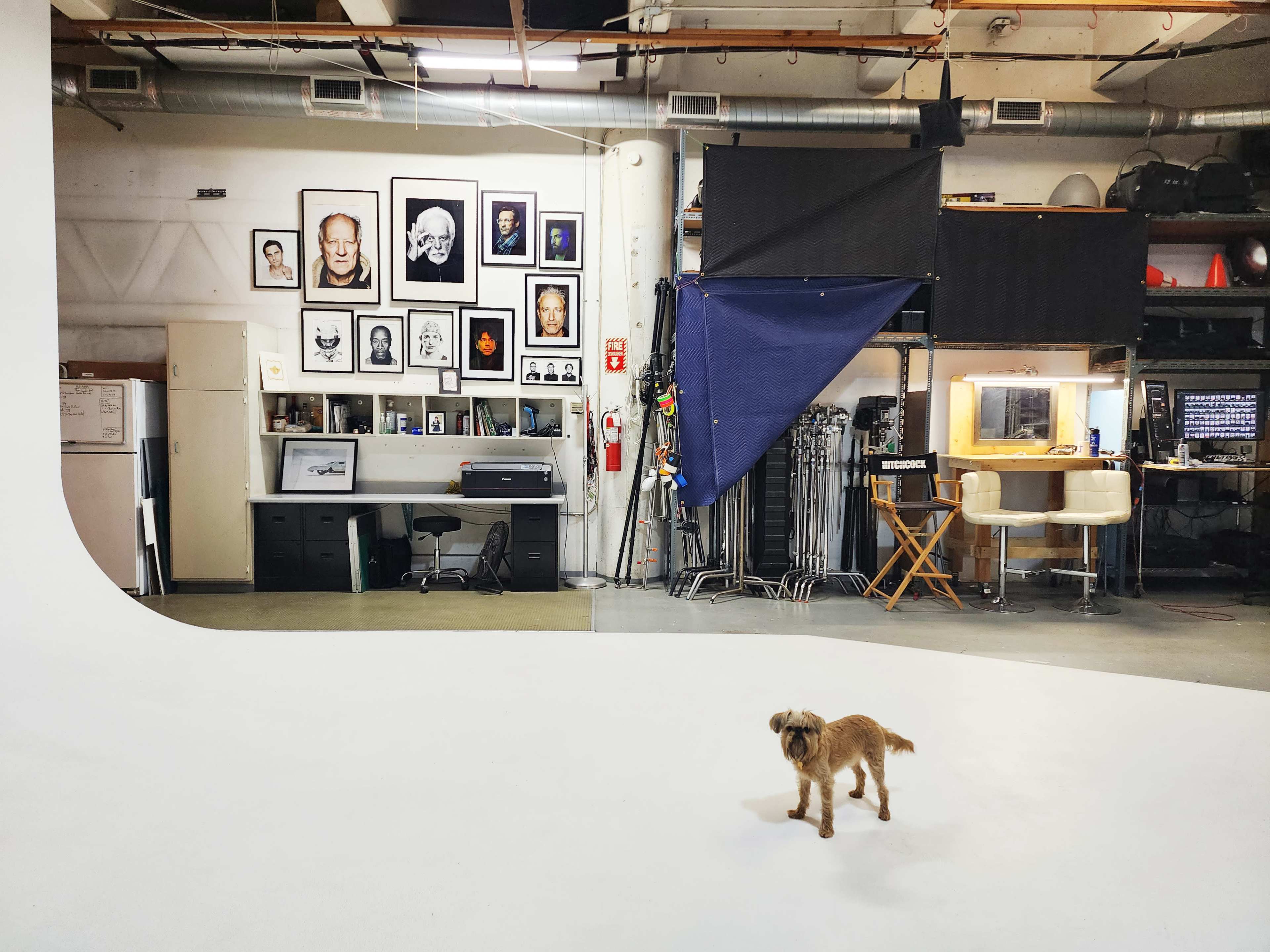 A small dog stands on a white backdrop in a spacious studio filled with photography equipment and framed artwork on the walls.