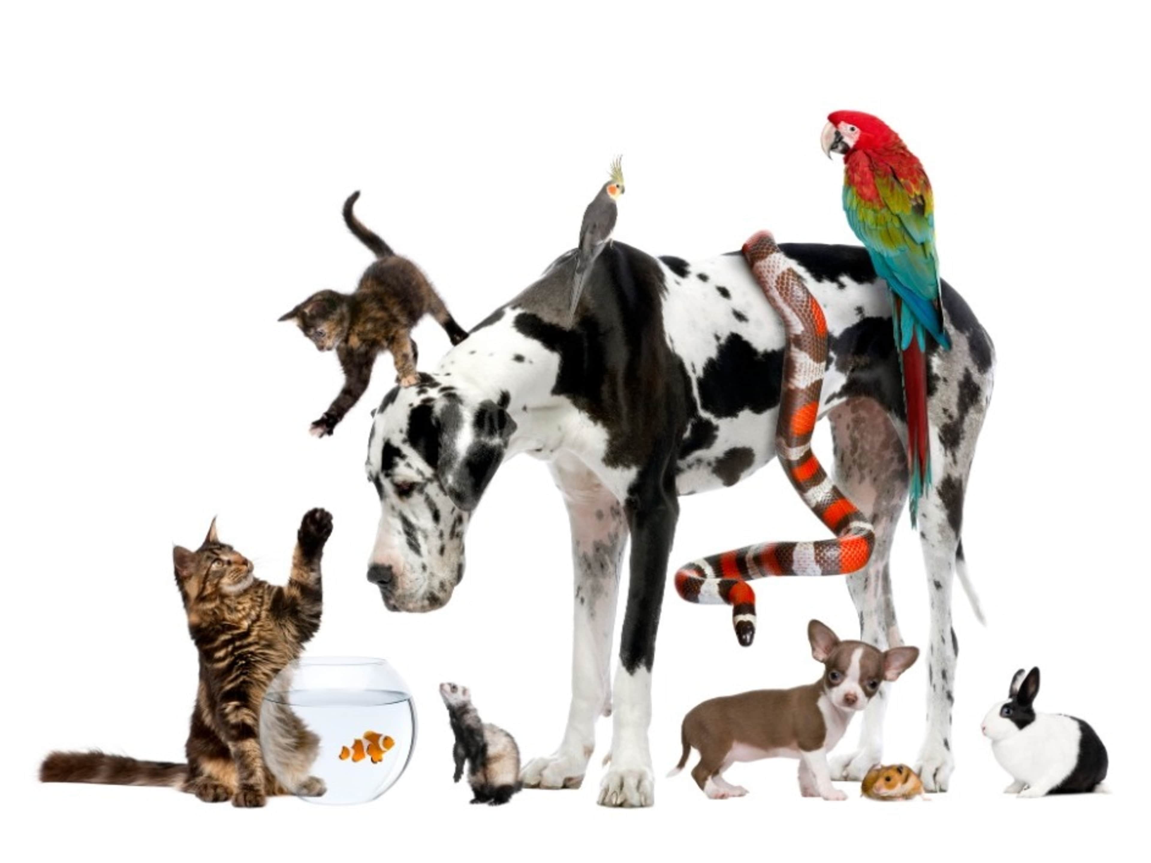PET FEE