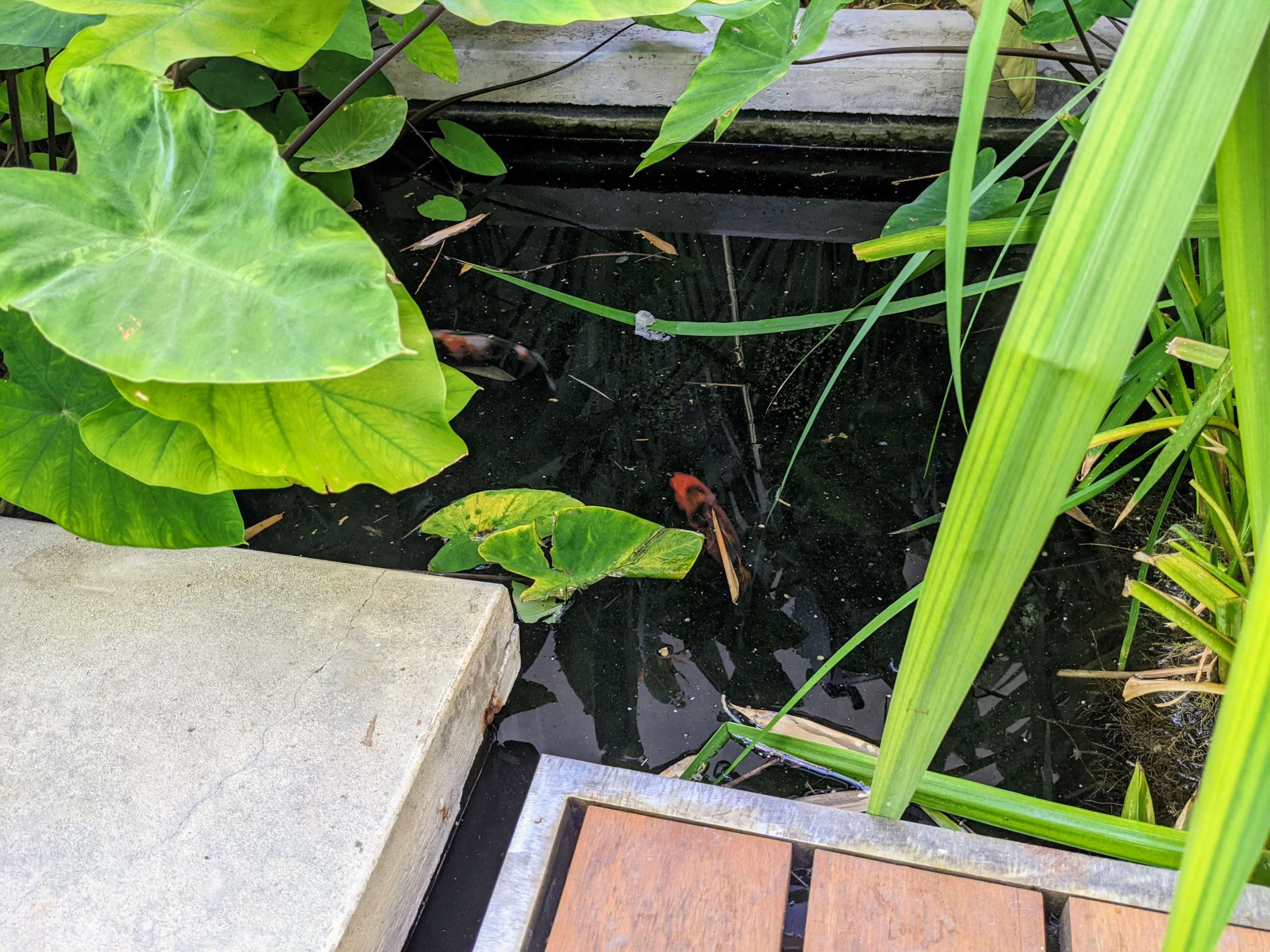 The image shows a pond surrounded by large green leaves, with a few visible fish swimming beneath the surface.