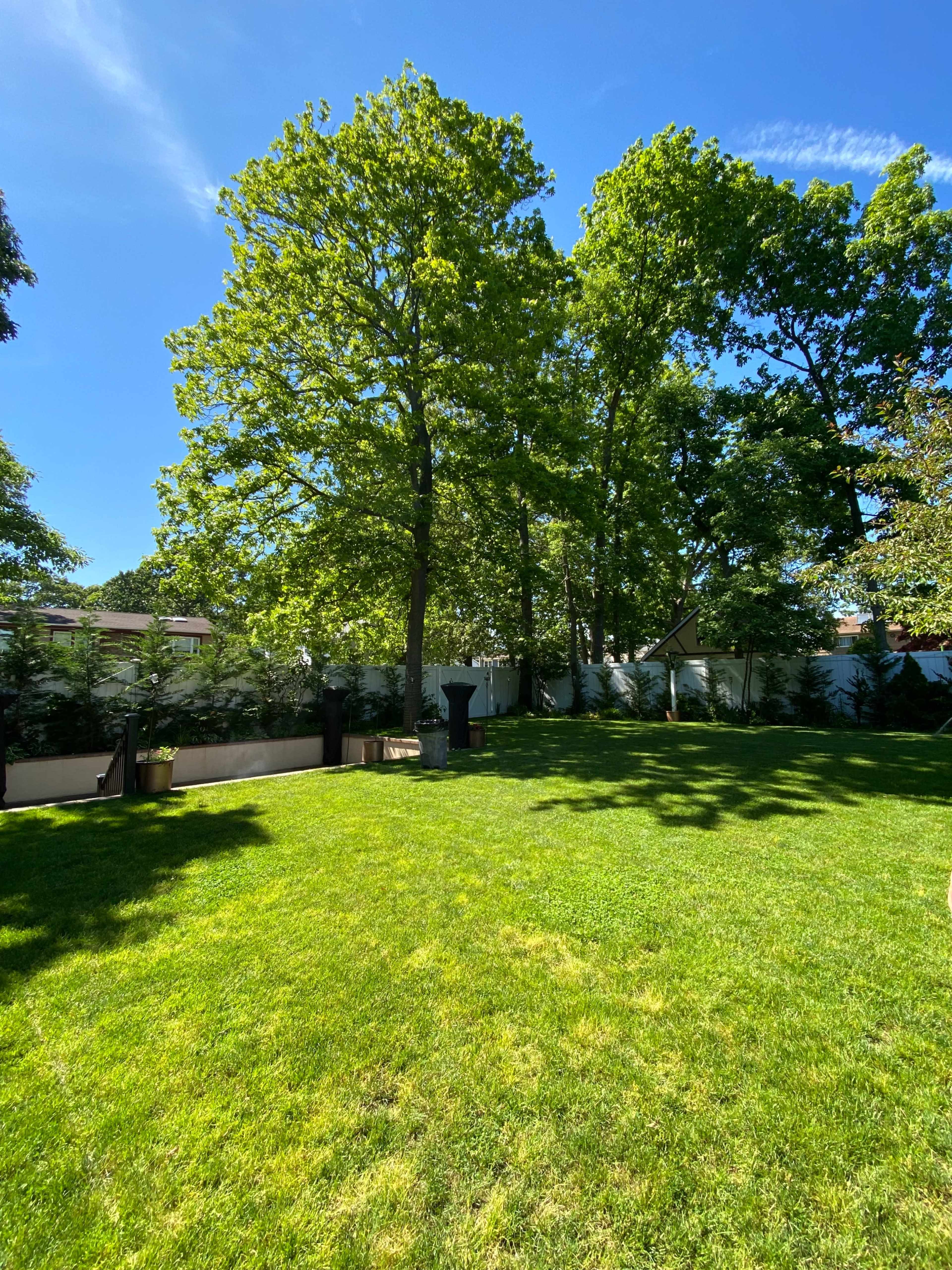 A sunny backyard with lush green grass and tall trees providing shade.