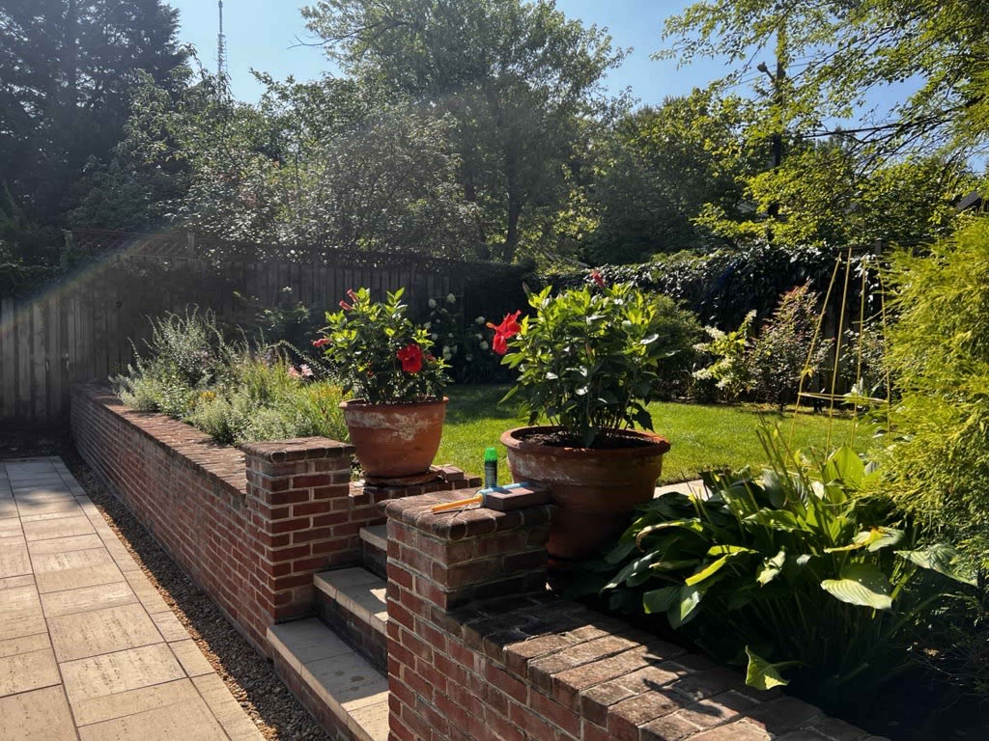 A brick wall surrounds a garden with potted hibiscus plants and a lush green lawn under a clear blue sky.