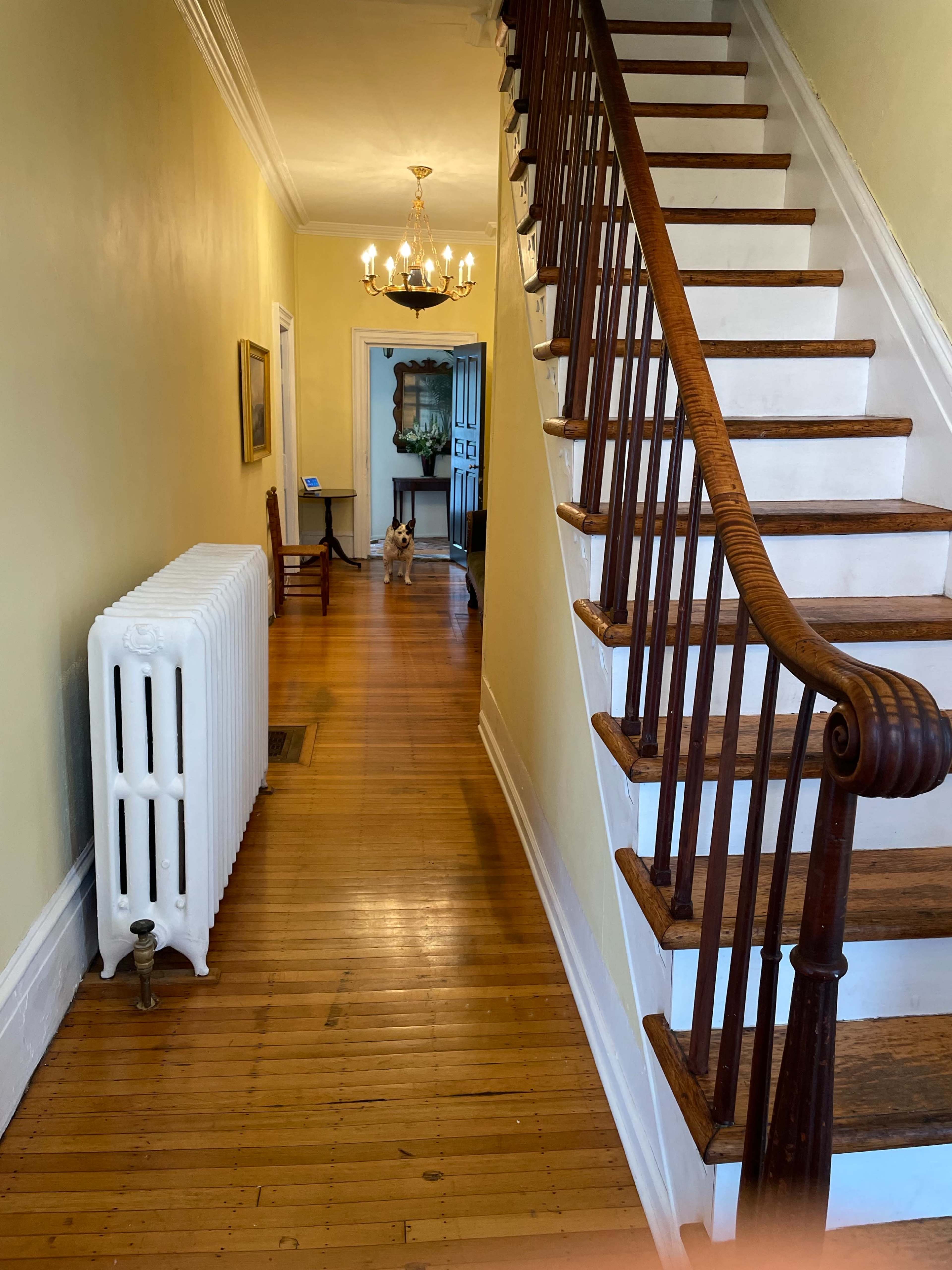 The image shows a hallway with wooden flooring, a white radiator, a staircase on the left, and a dog standing at the far end near a chandelier.