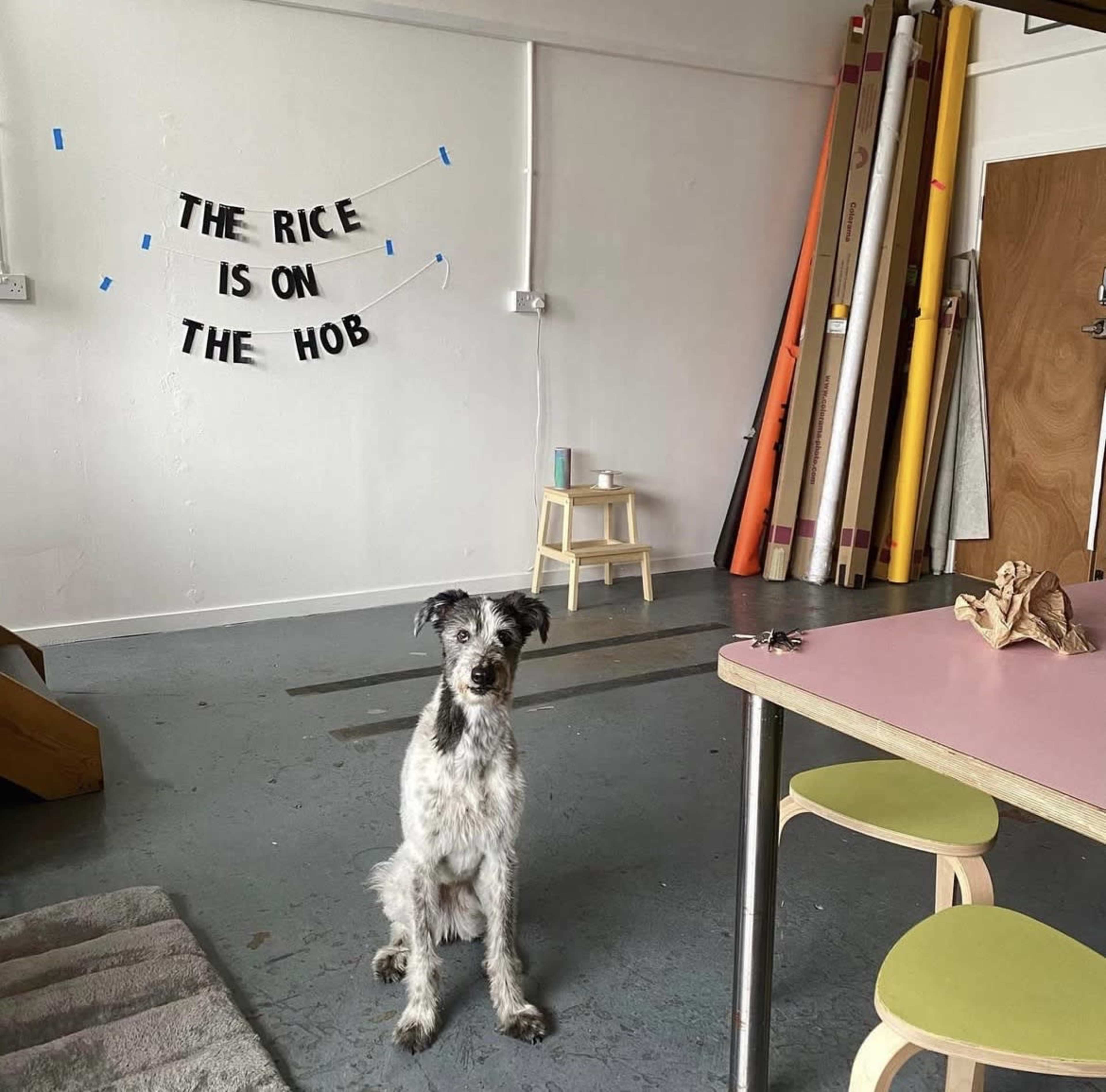 A dog sits on a gray rug in a sparse room with colorful rolls of paper against the wall and a sign that reads "THE RICE IS ON THE HOB."