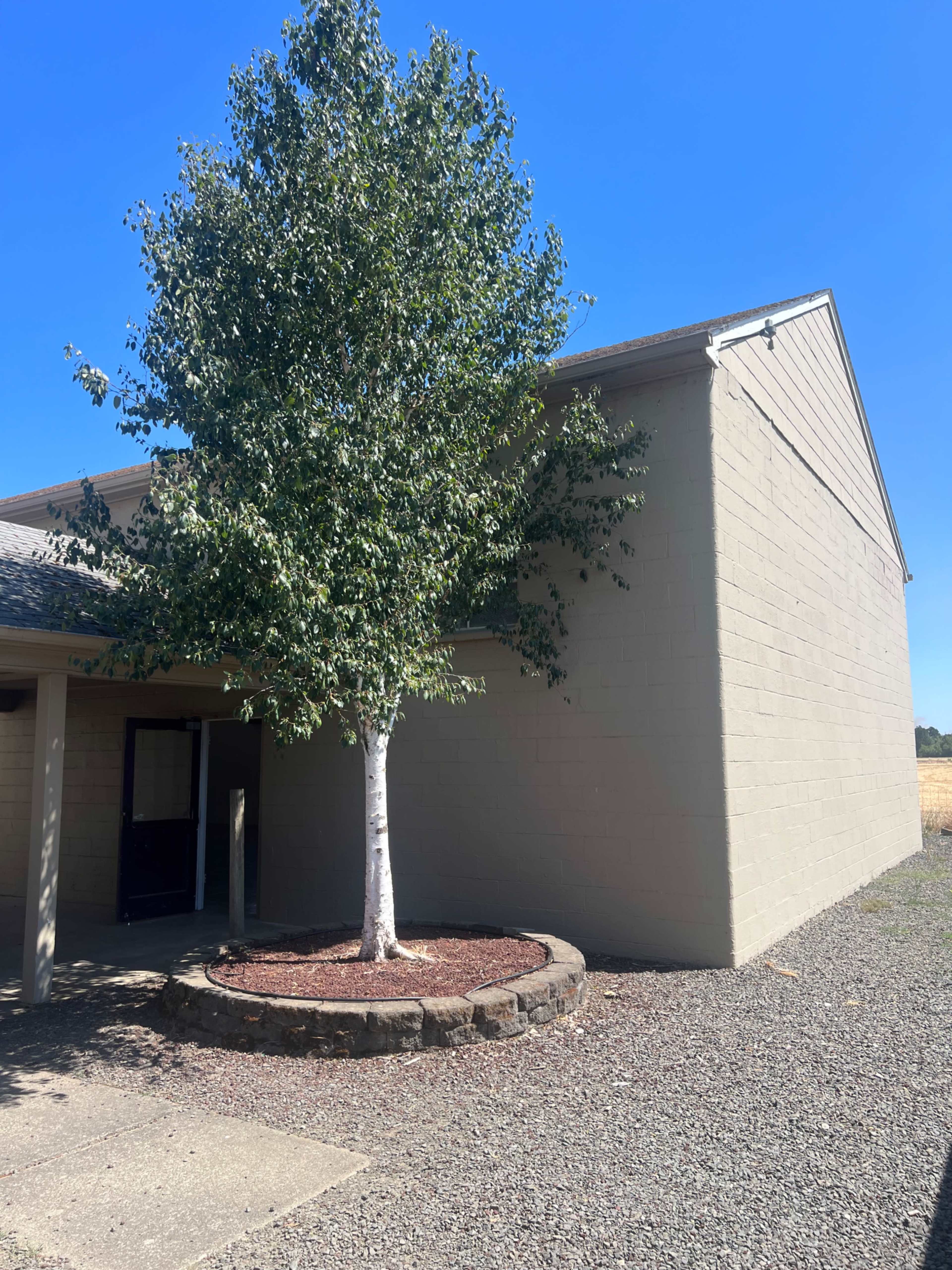 A single tree stands in a circular mulch bed next to the exterior wall of a building under a clear blue sky.
