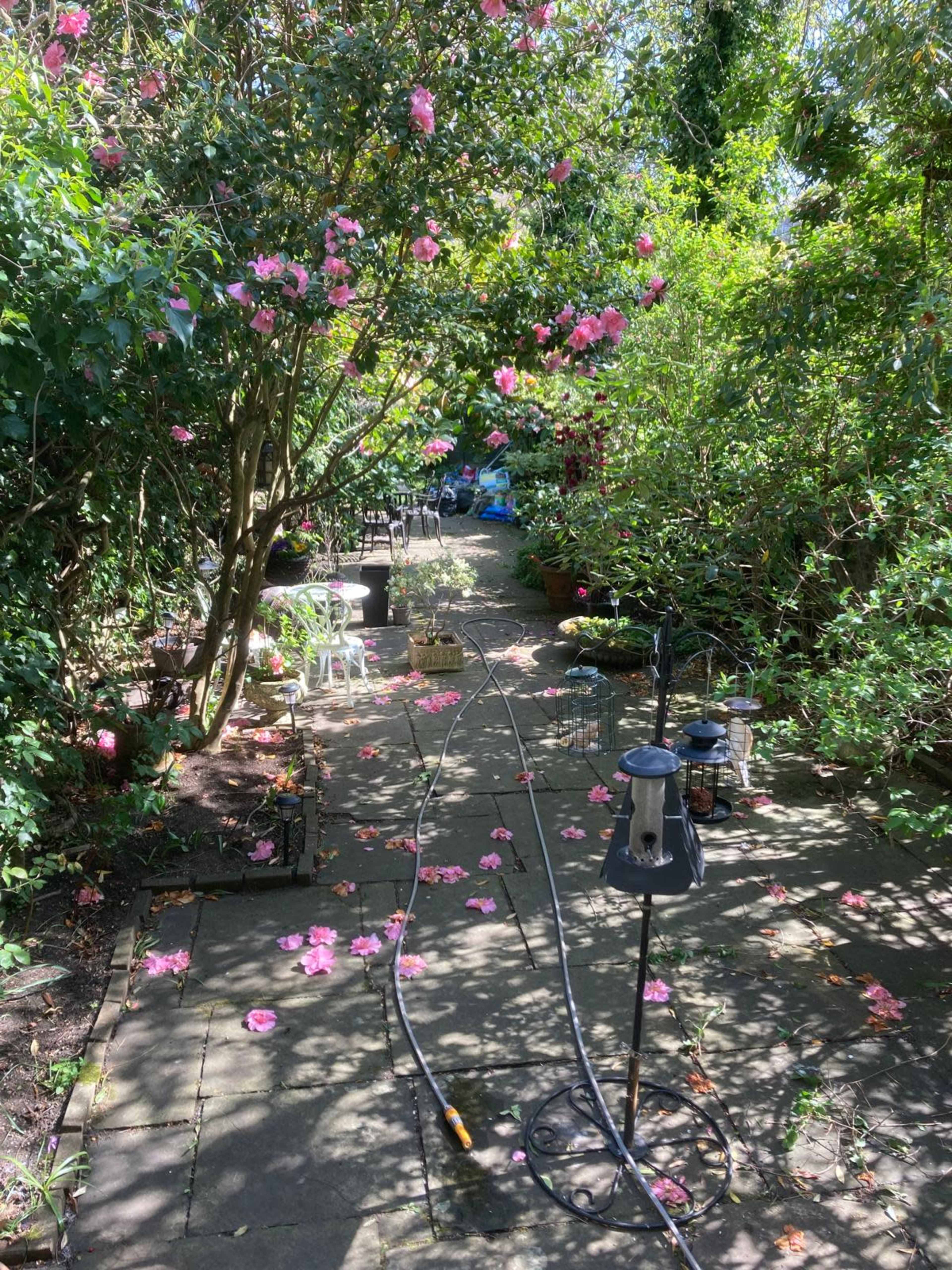 A stone pathway leads through a lush garden filled with flowering plants and scattered pink petals.