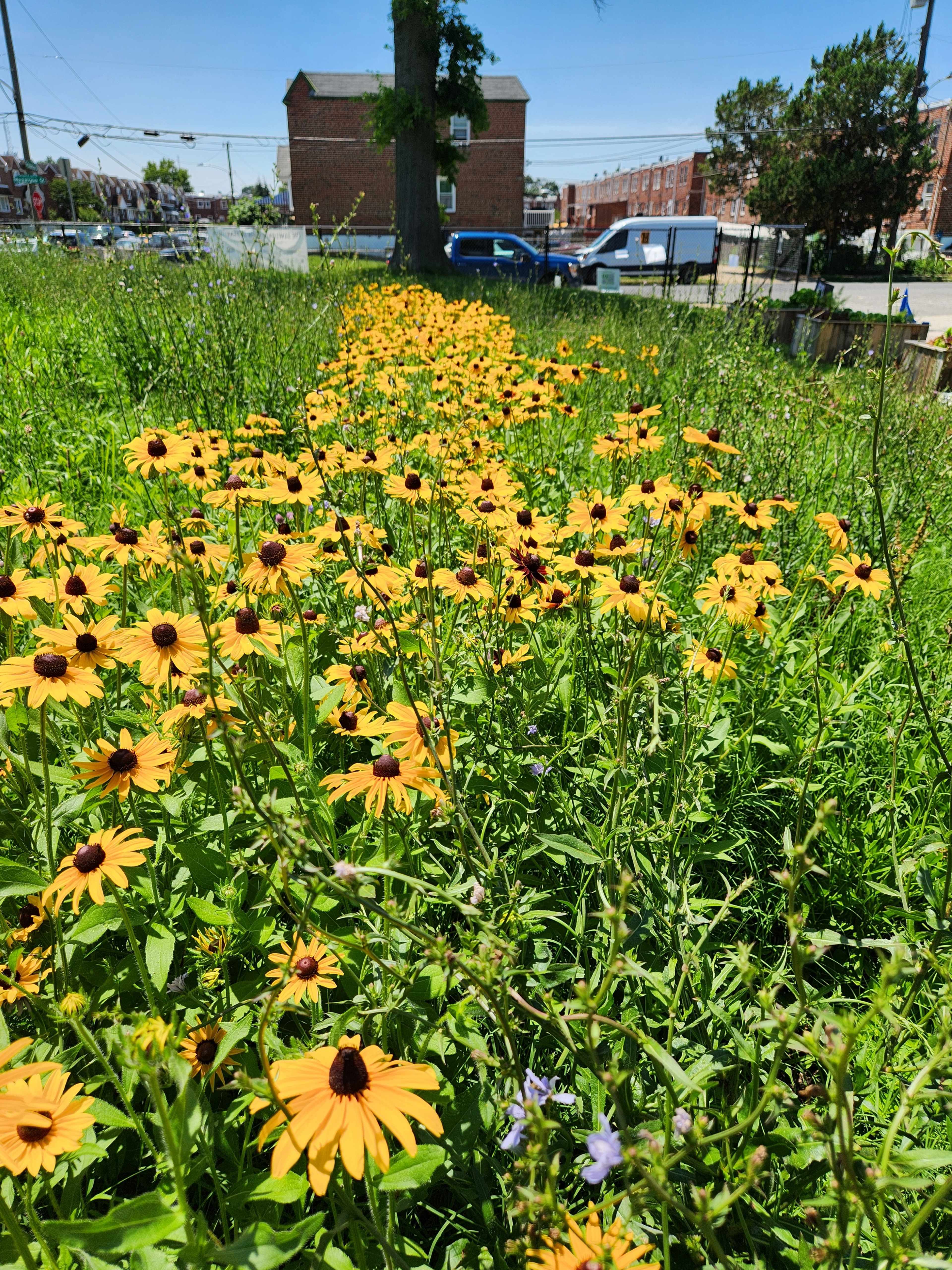 Sunflower Field in Northeast Philadelphia Image in Northeast Philadelphia, Philadelphia, PA