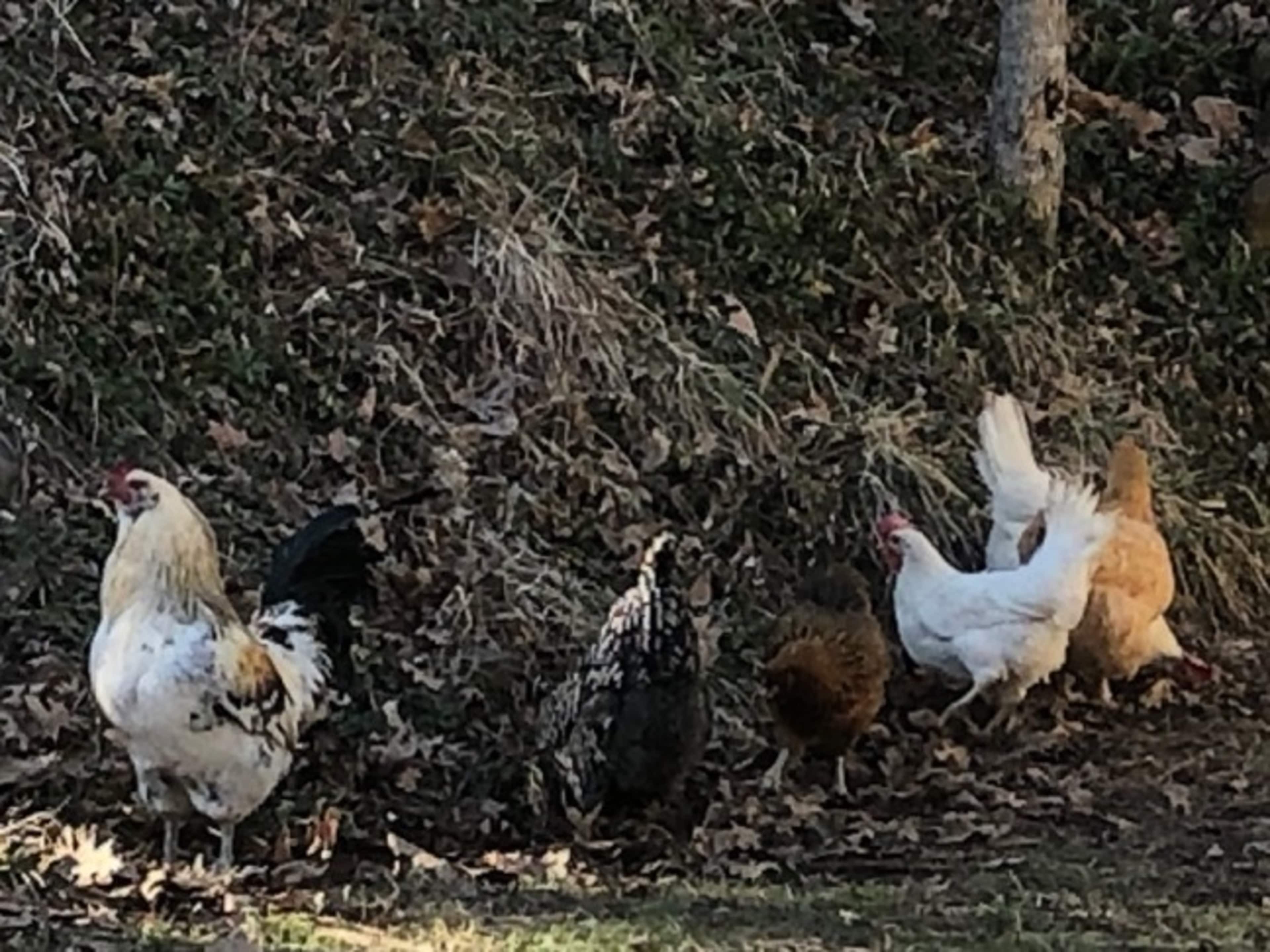 Chickens included in photo shoot or film.