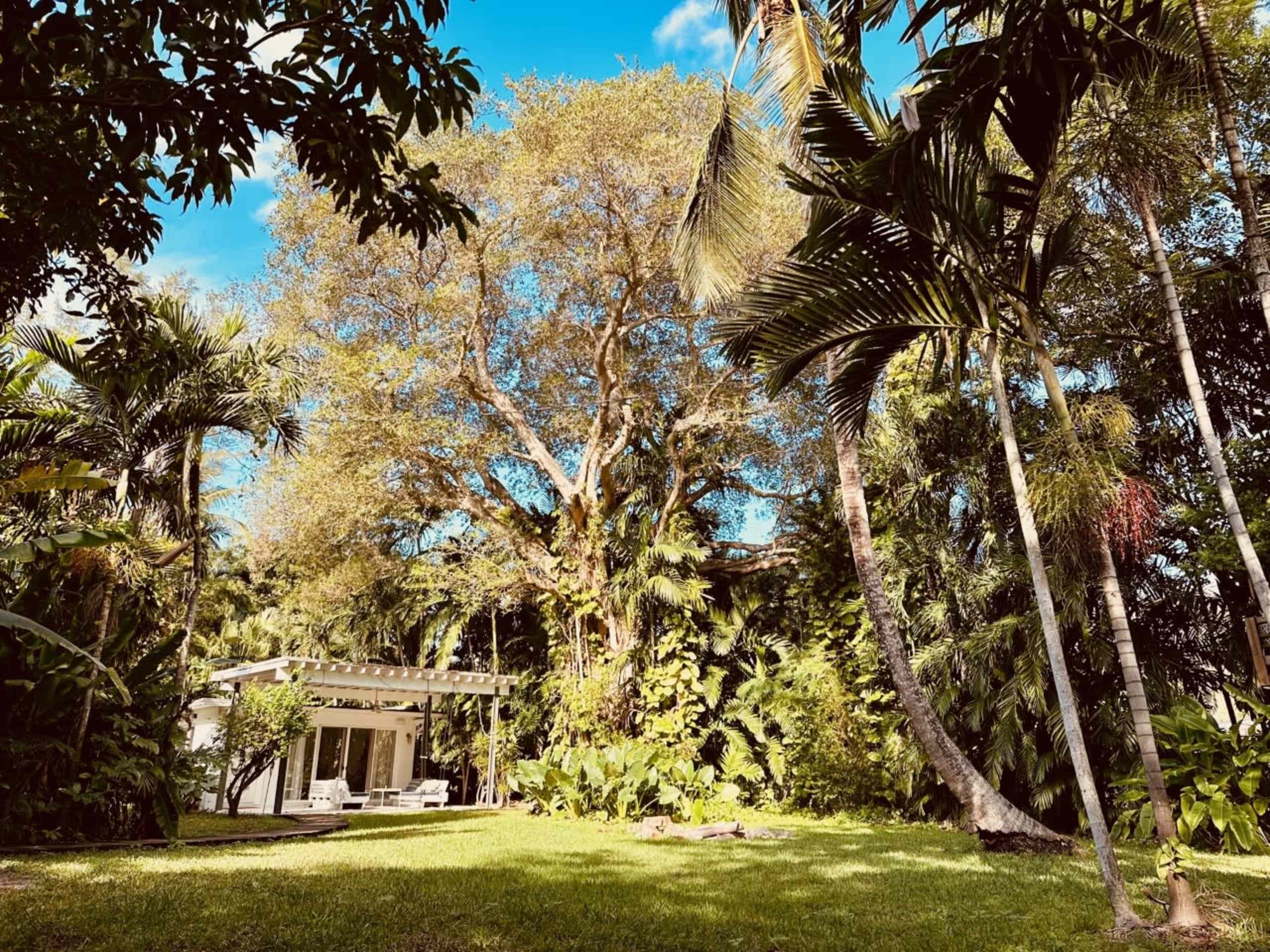 A spacious green lawn is surrounded by tall palm trees and dense foliage, with a small, modern structure visible amidst the vibrant greenery.
