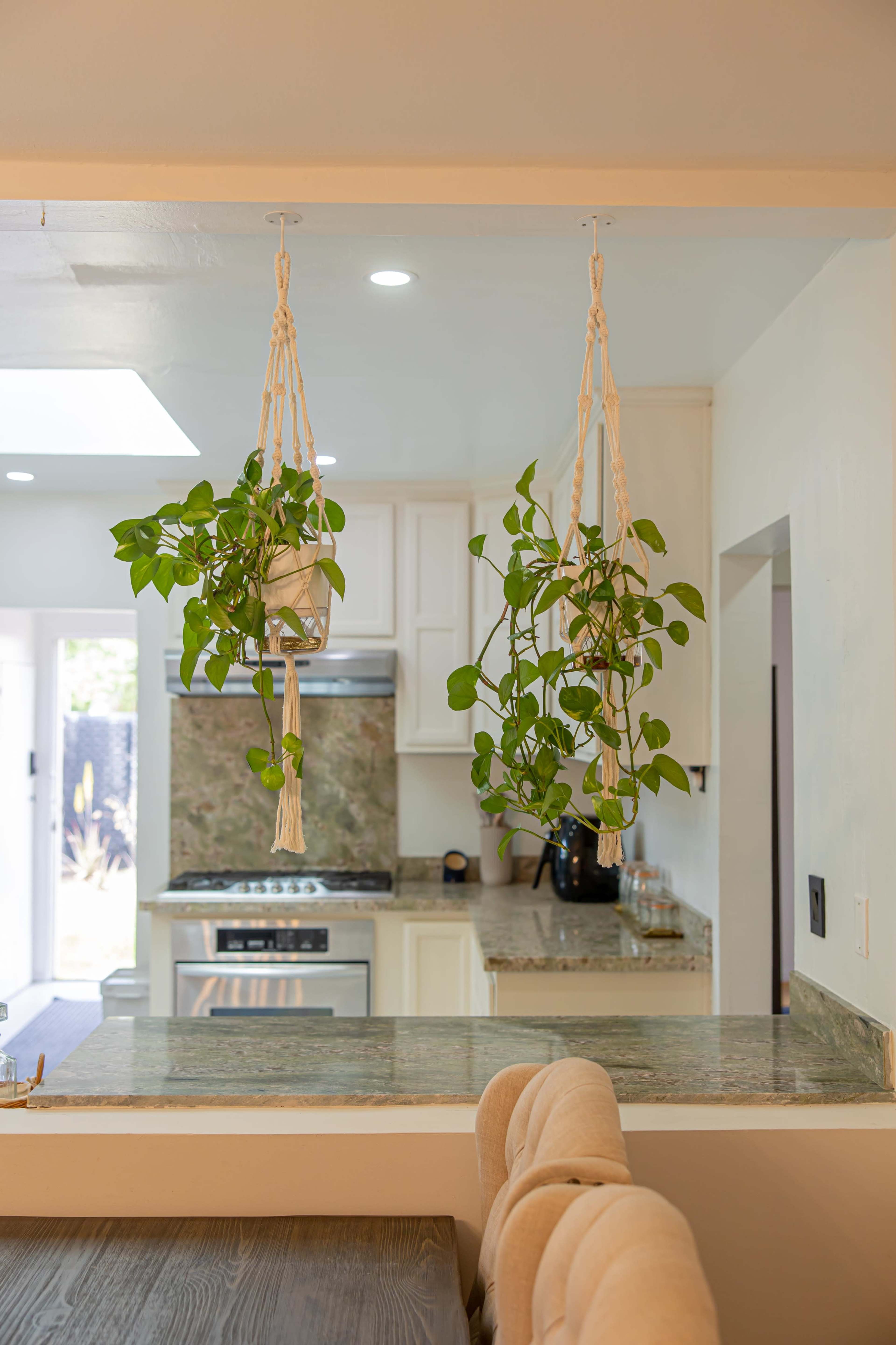 The image shows a kitchen with hanging plants suspended from the ceiling, and a countertop leading to modern appliances and cabinetry in the background.