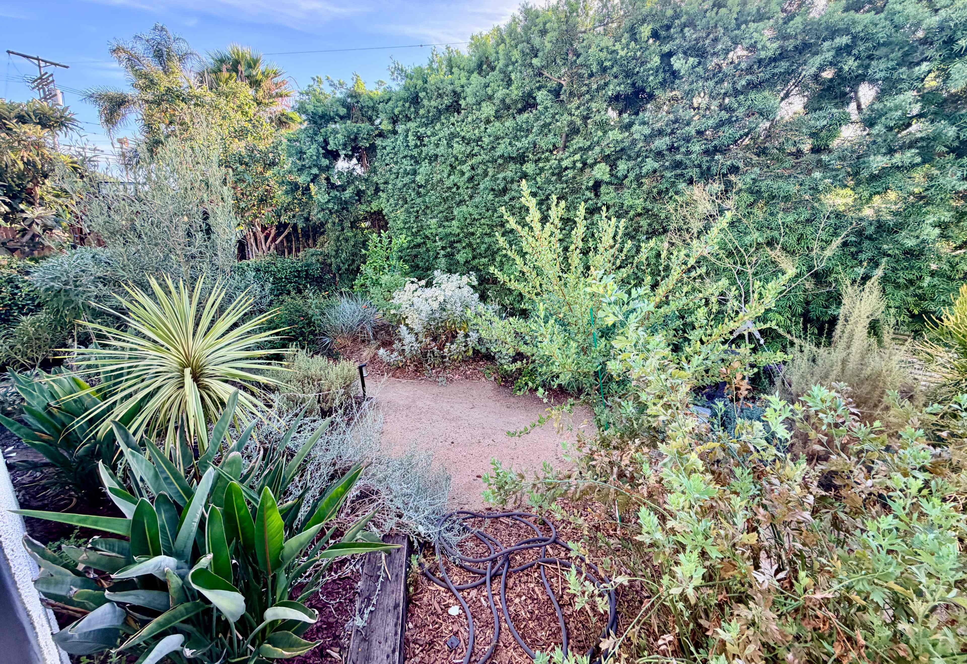 The image shows a lush garden area filled with various plants and shrubs, enclosed by a tall green hedge.