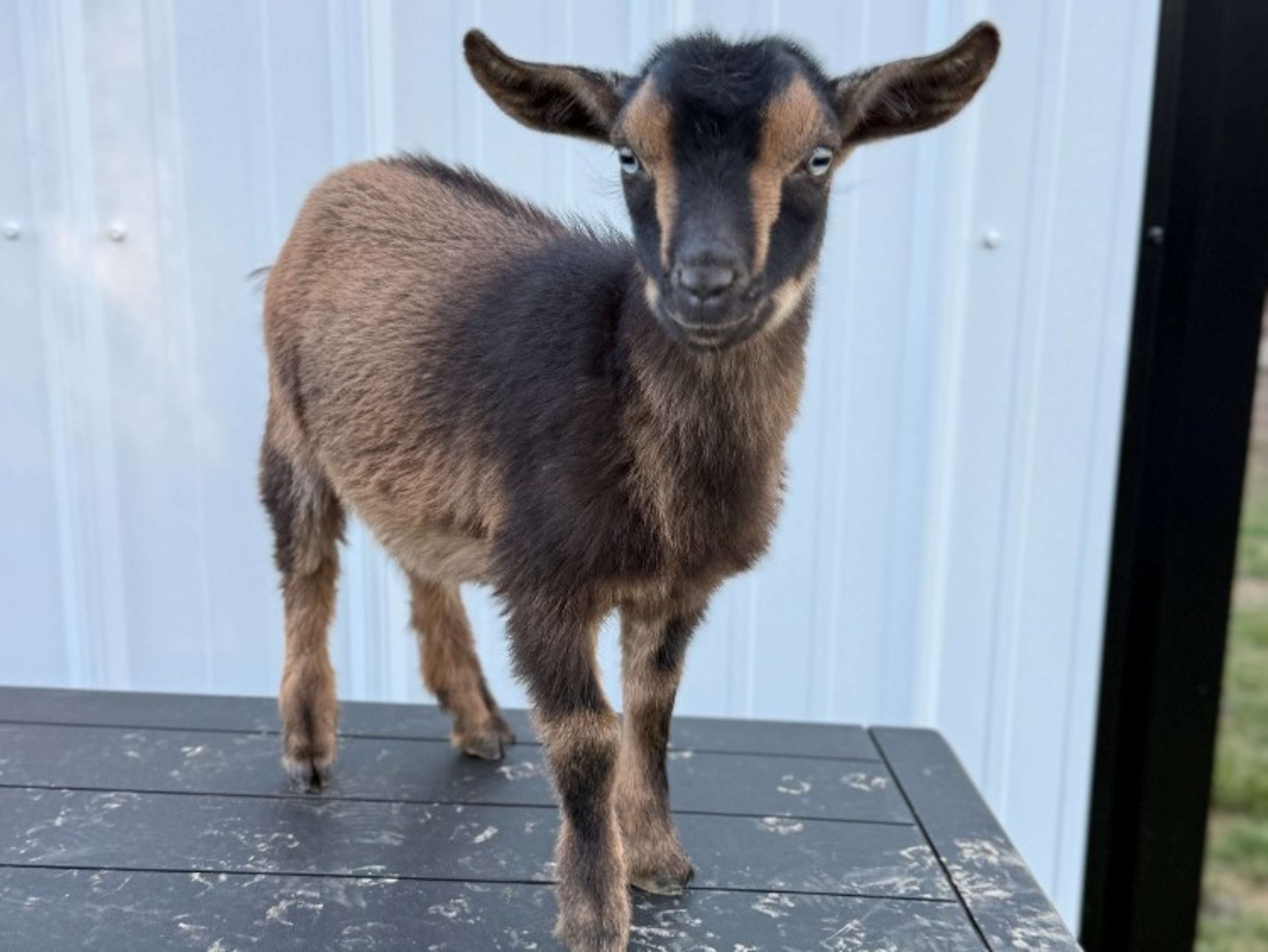 🐐 Nigerian Dwarf Goats