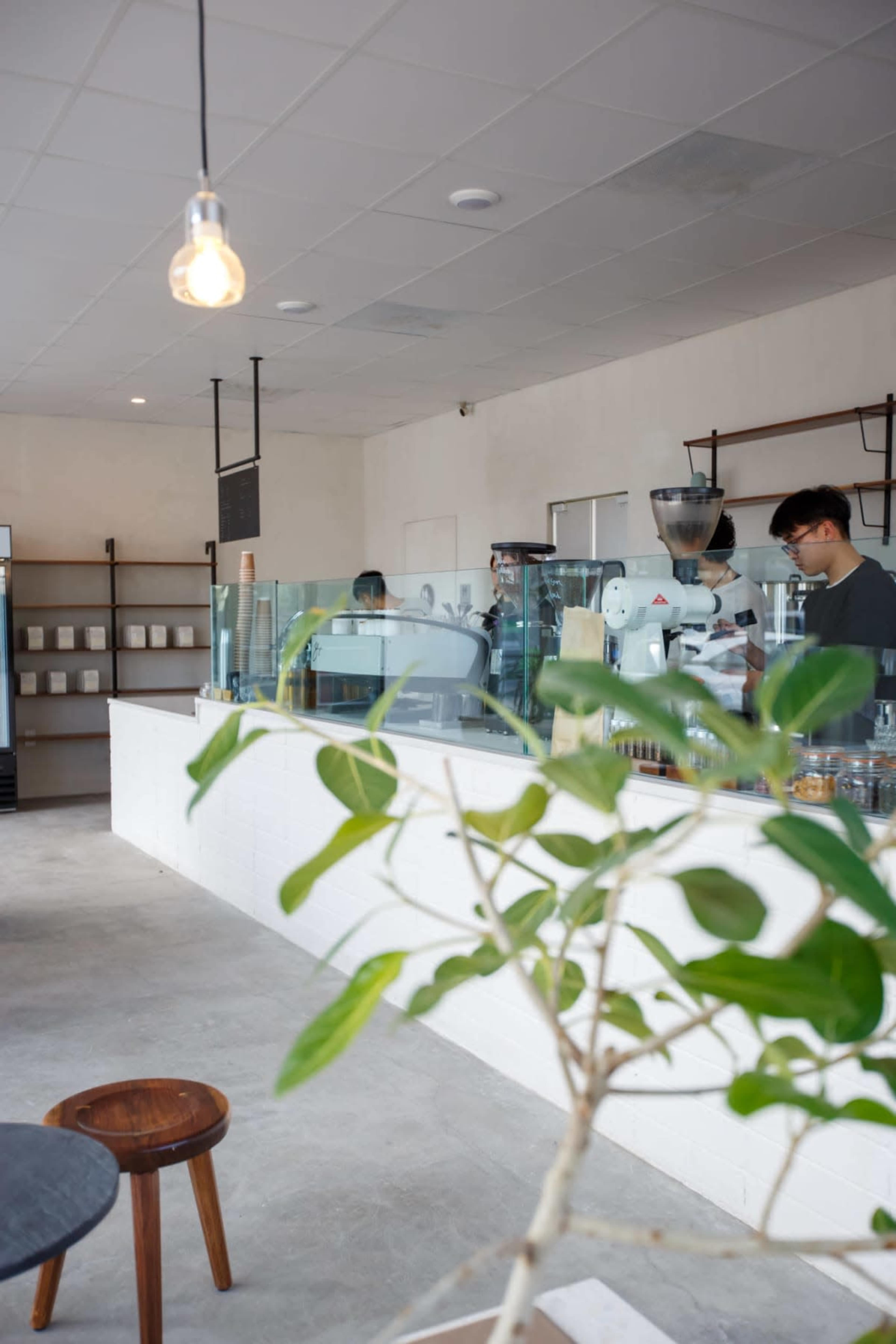 A minimalist café features a counter with a coffee grinder and two baristas working behind a glass barrier, while a potted plant is visible in the foreground.