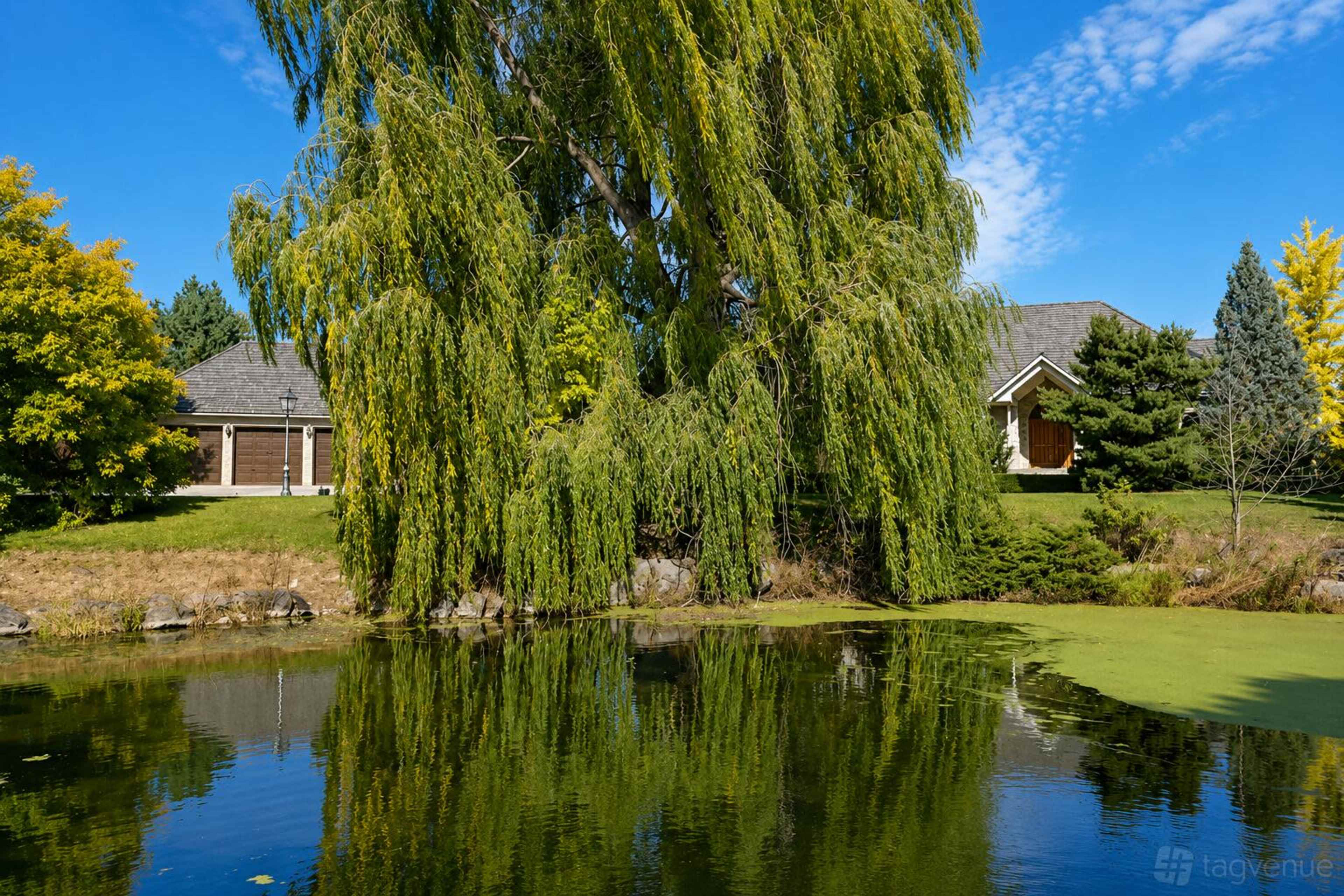 A large willow tree leans over a calm pond reflecting the blue sky and nearby homes.