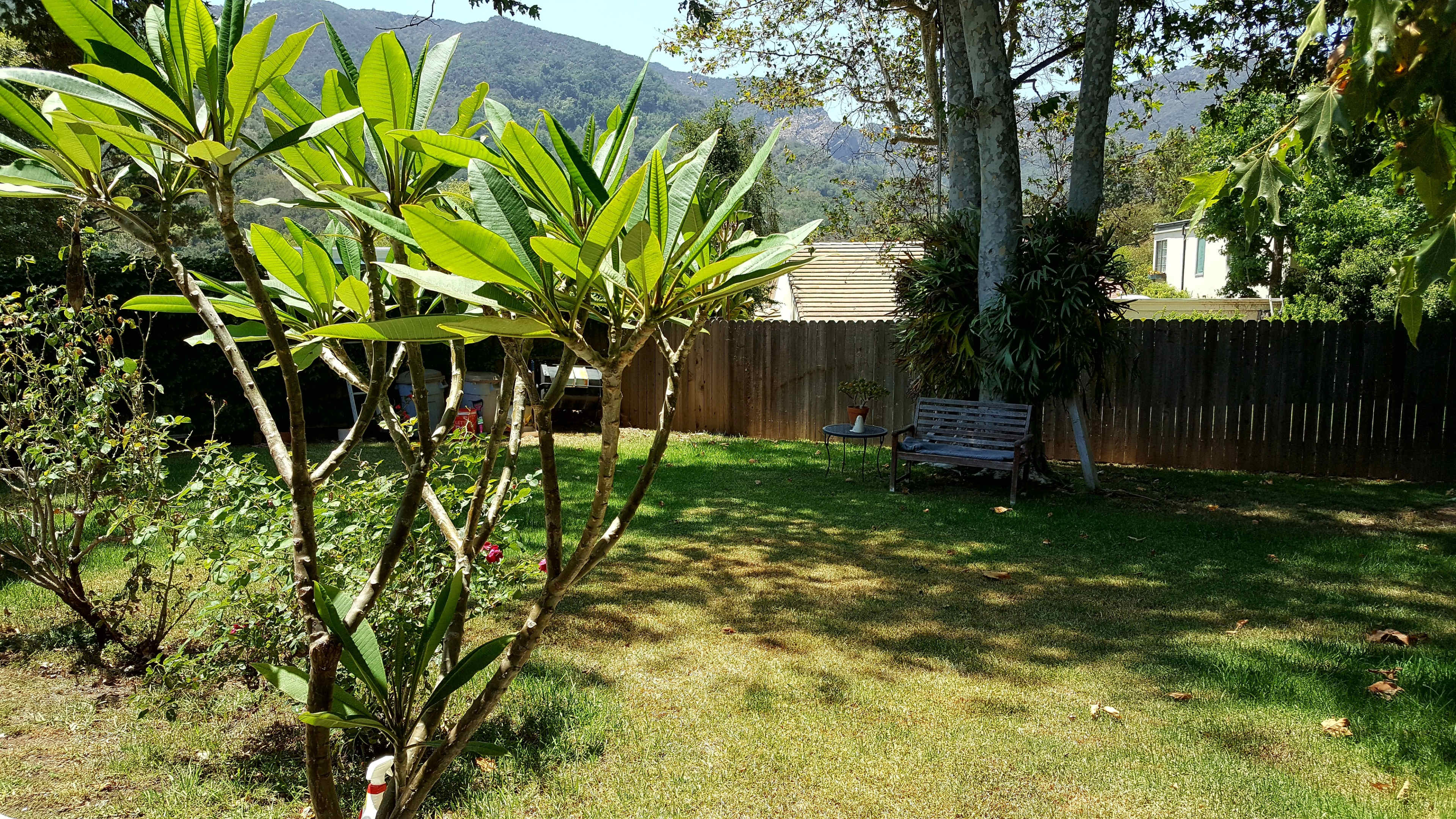 A garden with a grassy area, a wooden bench under a tree, and tropical plants in the foreground.