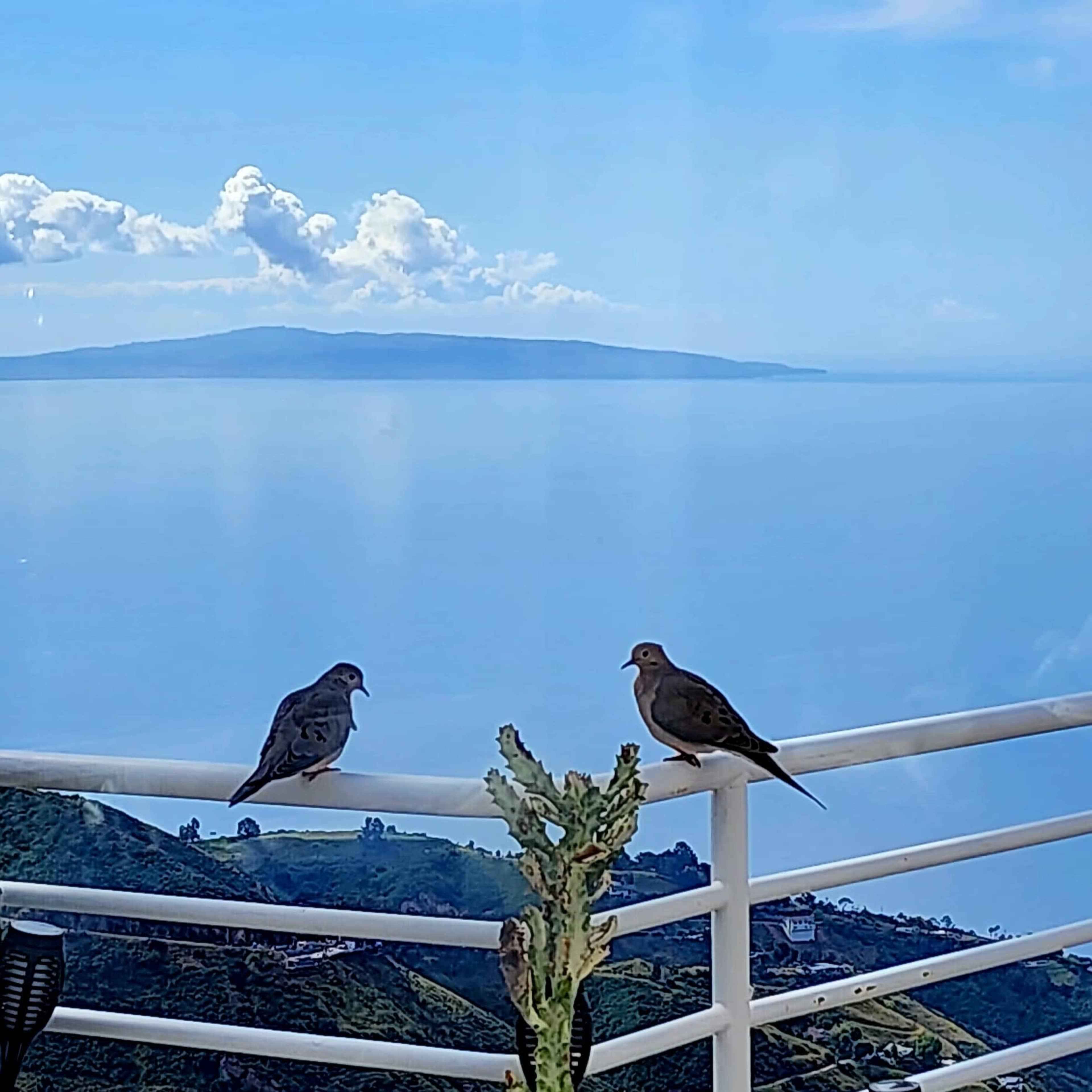 Two birds sit on a railing overlooking a calm sea and distant island under a partly cloudy sky.