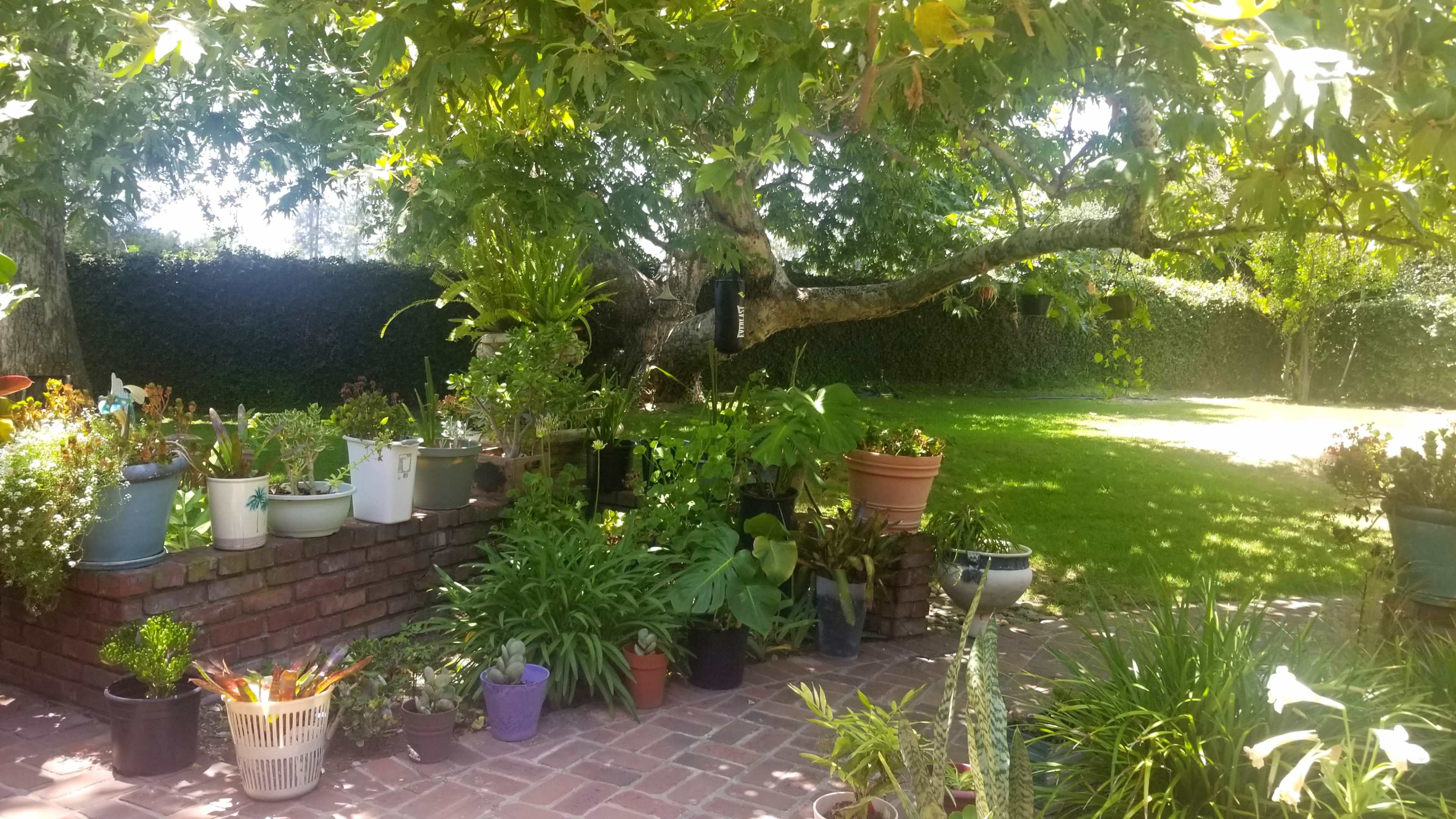 A garden area with various potted plants and a brick wall beneath a large tree, framed by a grassy lawn in the background.