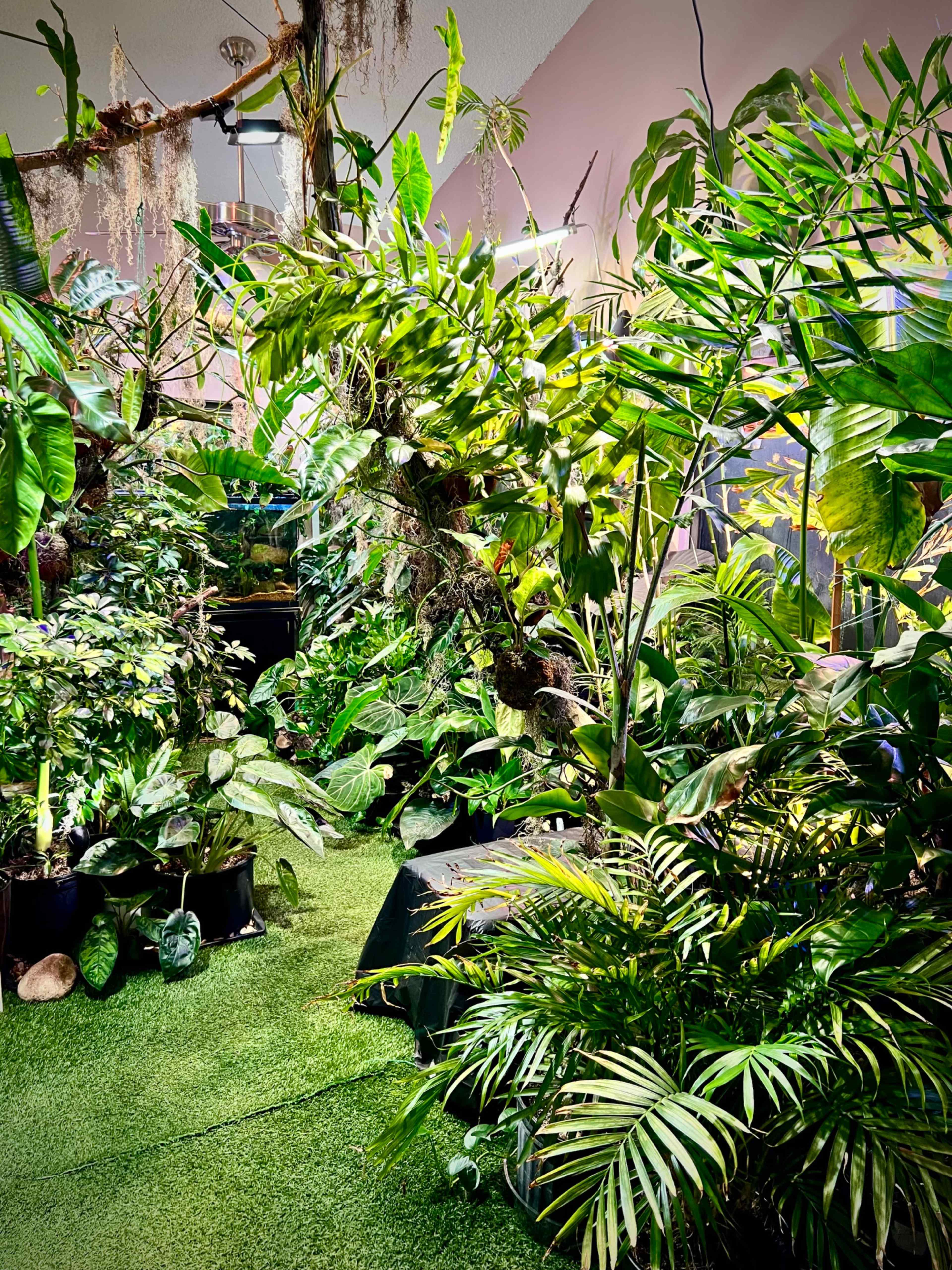 INDOOR JUNGLE!🌿 Image in Summer Valley Ranch, Aurora, CO