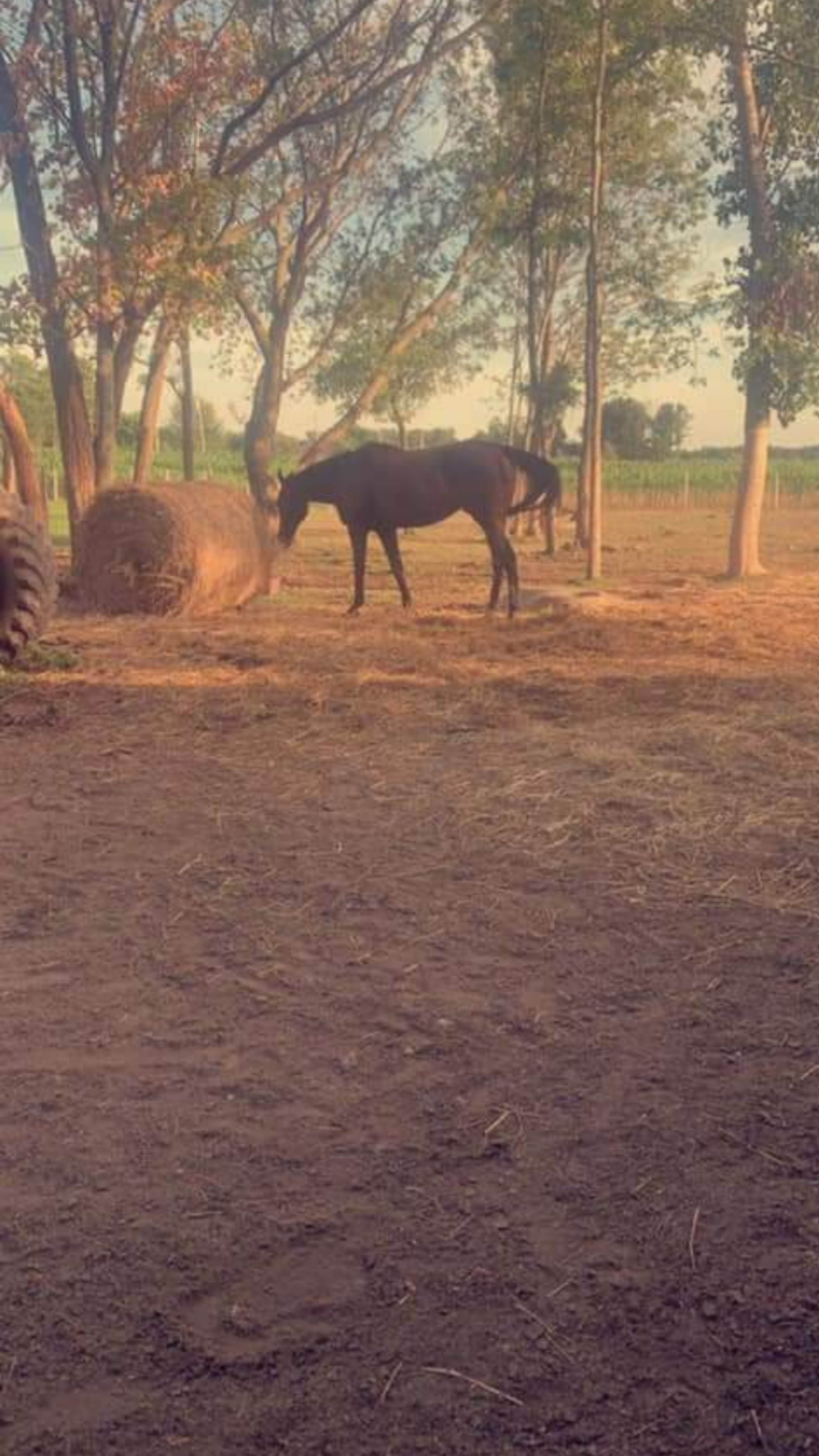 A horse stands beside a round hay bale in a dirt area surrounded by trees.