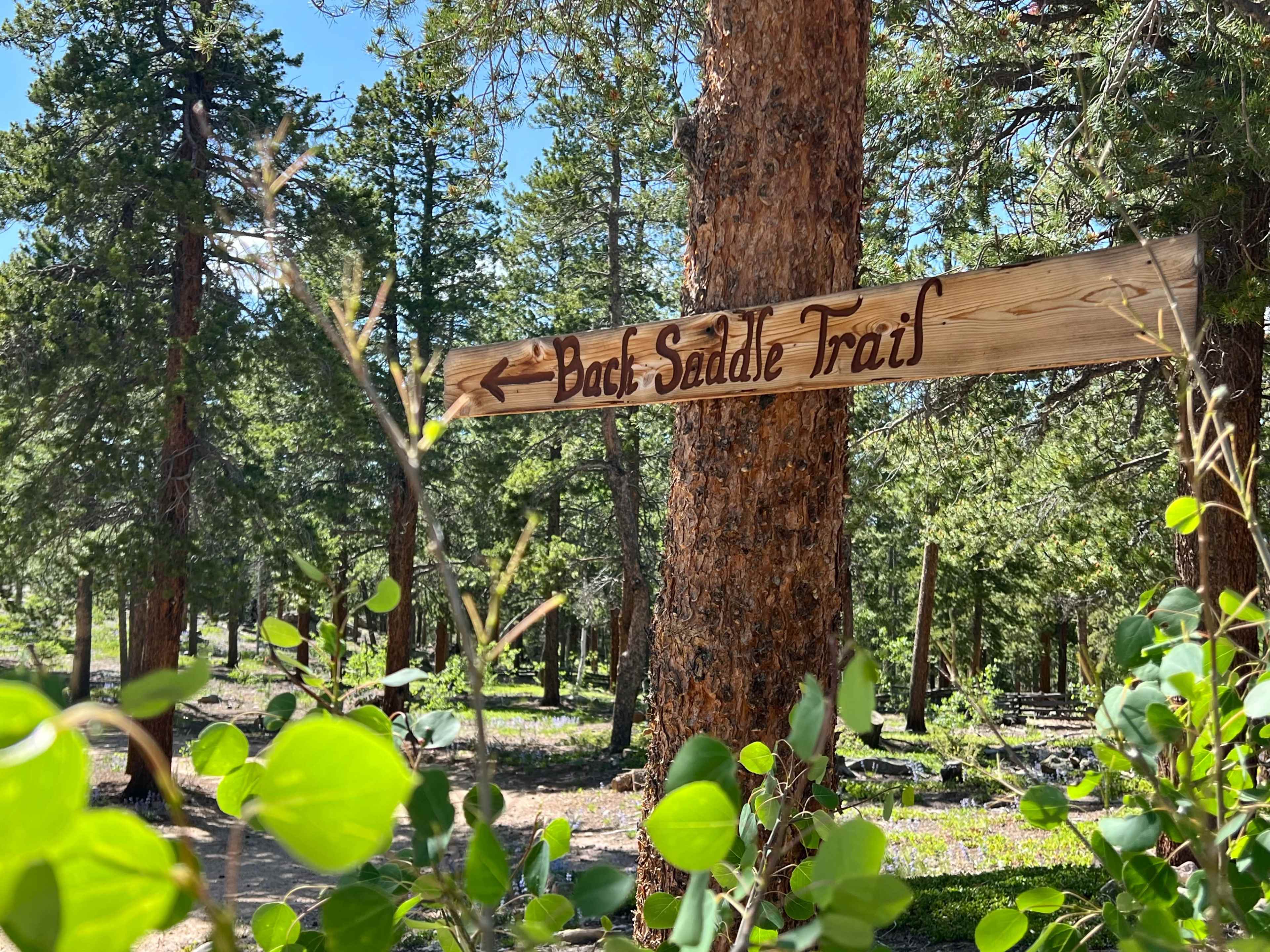A wooden sign points to the left, indicating the direction of the Back Saddle Trail amidst a forest of tall trees and green foliage.