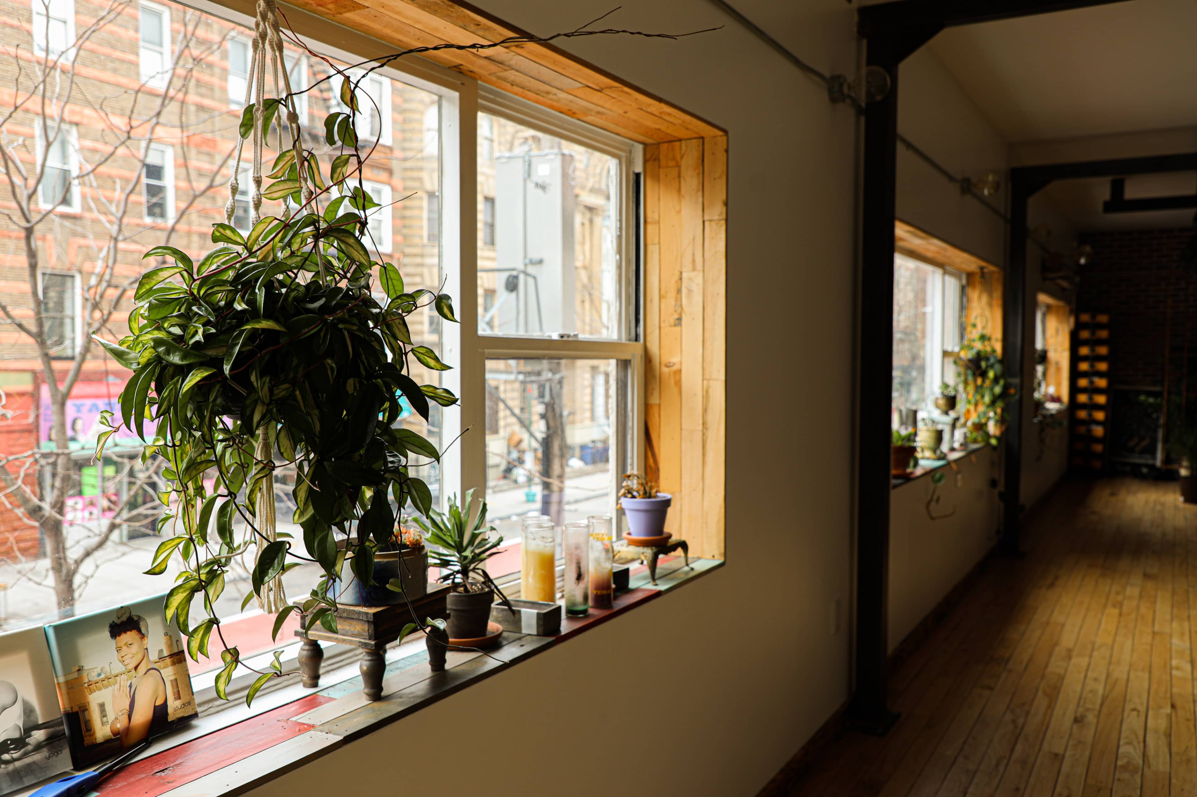 A bright interior space featuring two windows adorned with various plants and decorative items on the ledges.