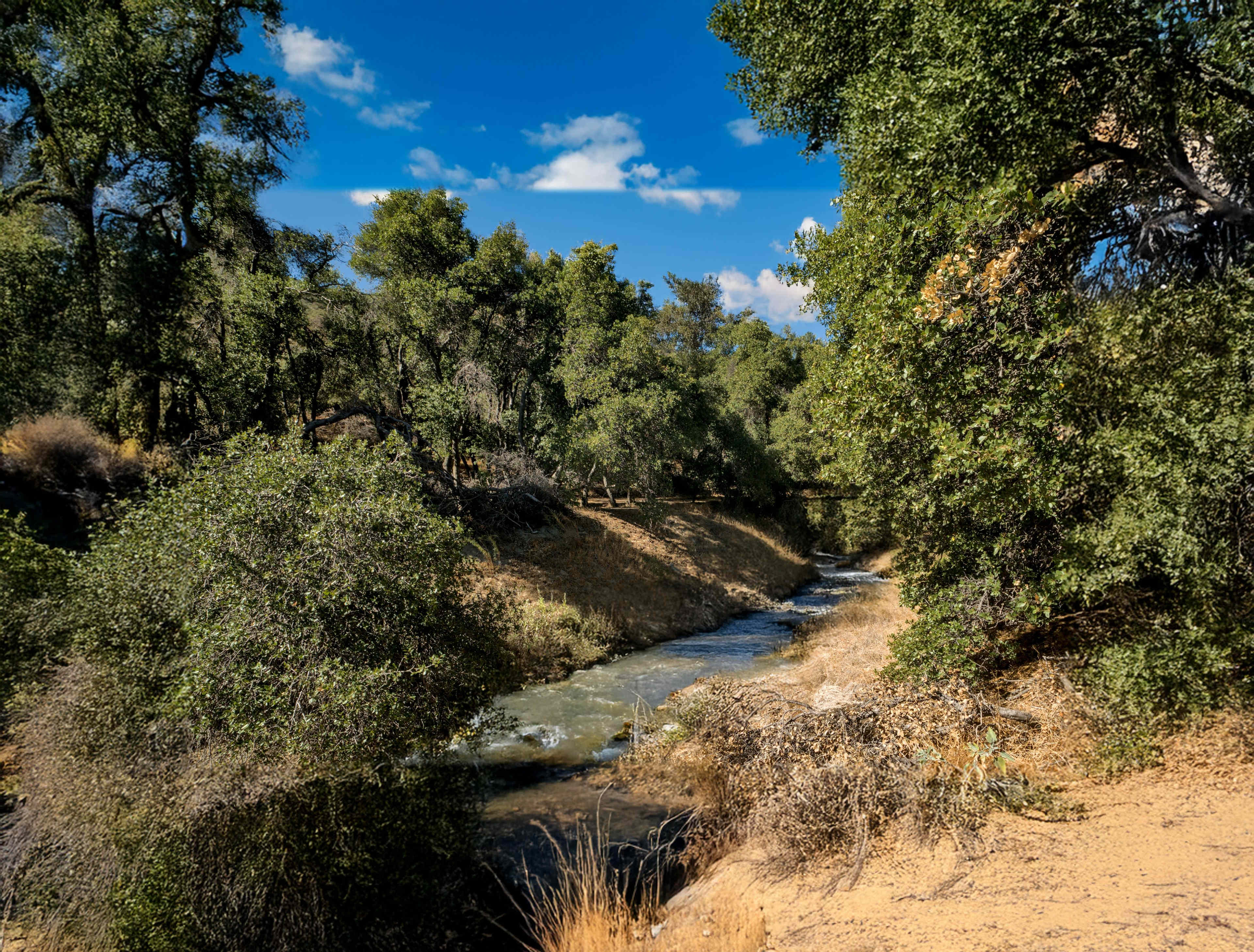 A narrow stream flows through a densely vegetated area with sandy banks and scattered shrubs.