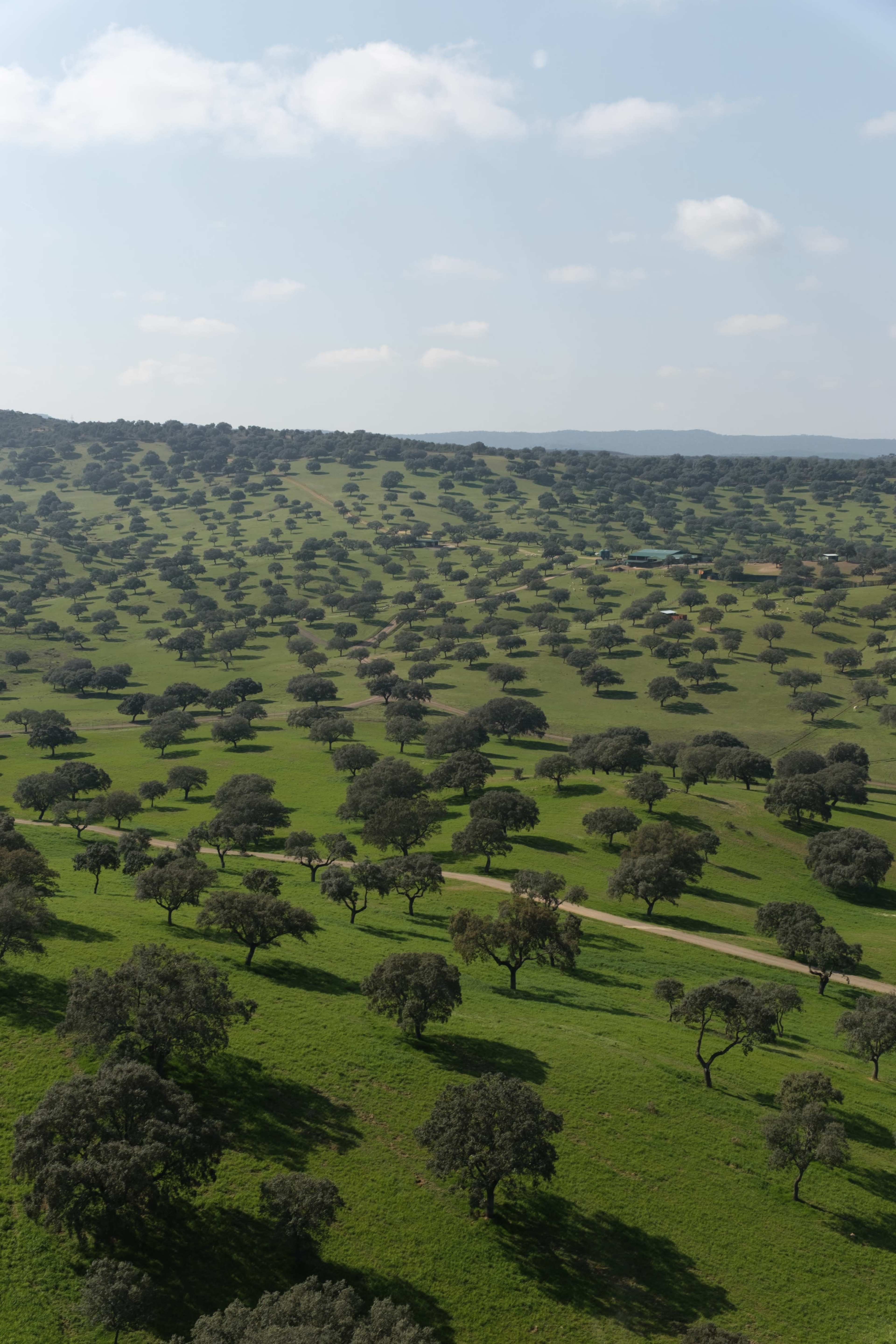 The image shows a sprawling green landscape dotted with numerous trees, creating a pattern across the hills.