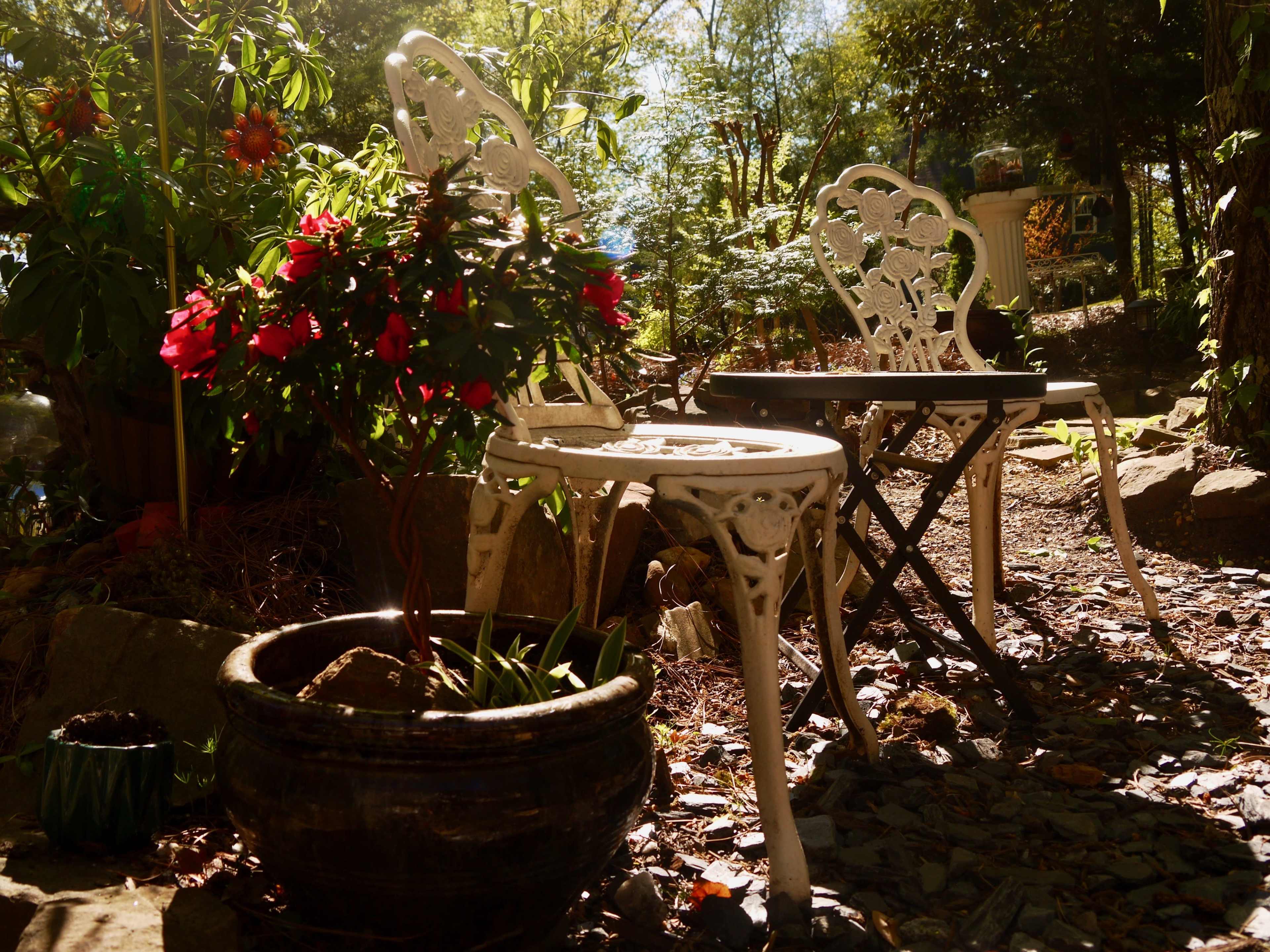 A peaceful garden scene with two ornate white chairs beside a black table, surrounded by greenery and potted plants.
