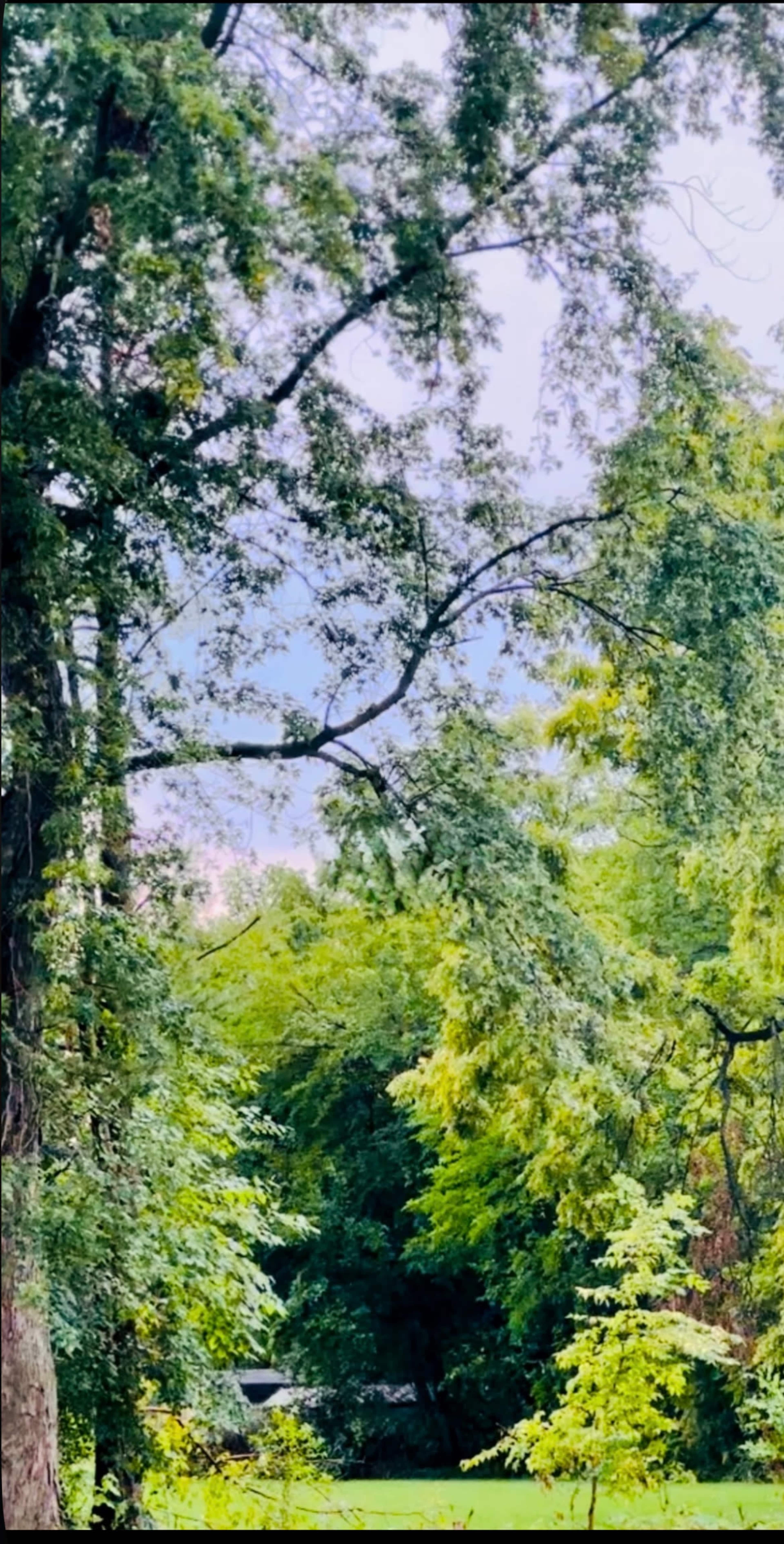 The image shows a lush, green landscape with trees and foliage under a partly cloudy sky.