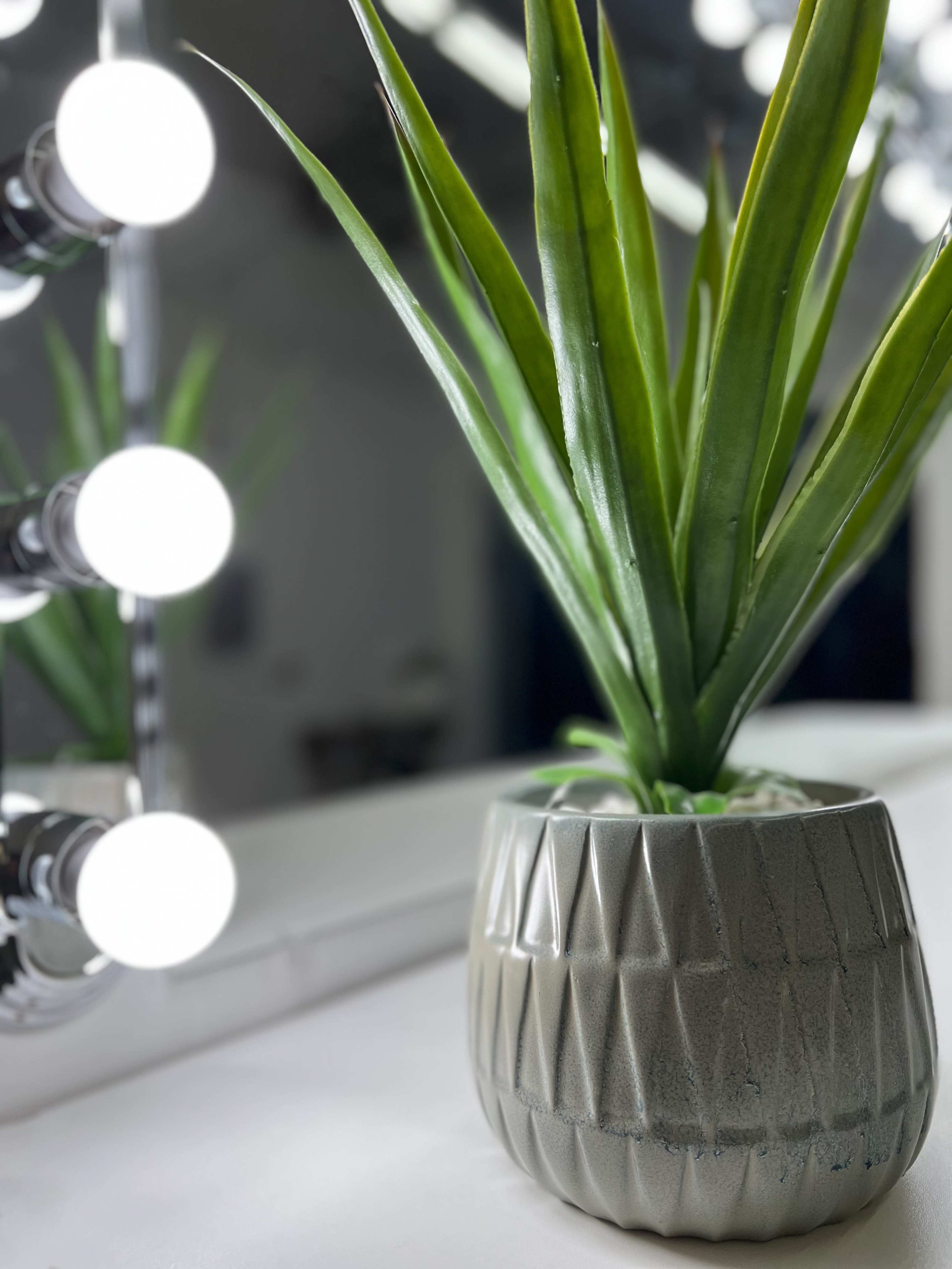 A potted plant with long green leaves is displayed next to a set of bright circular vanity lights and a mirror.