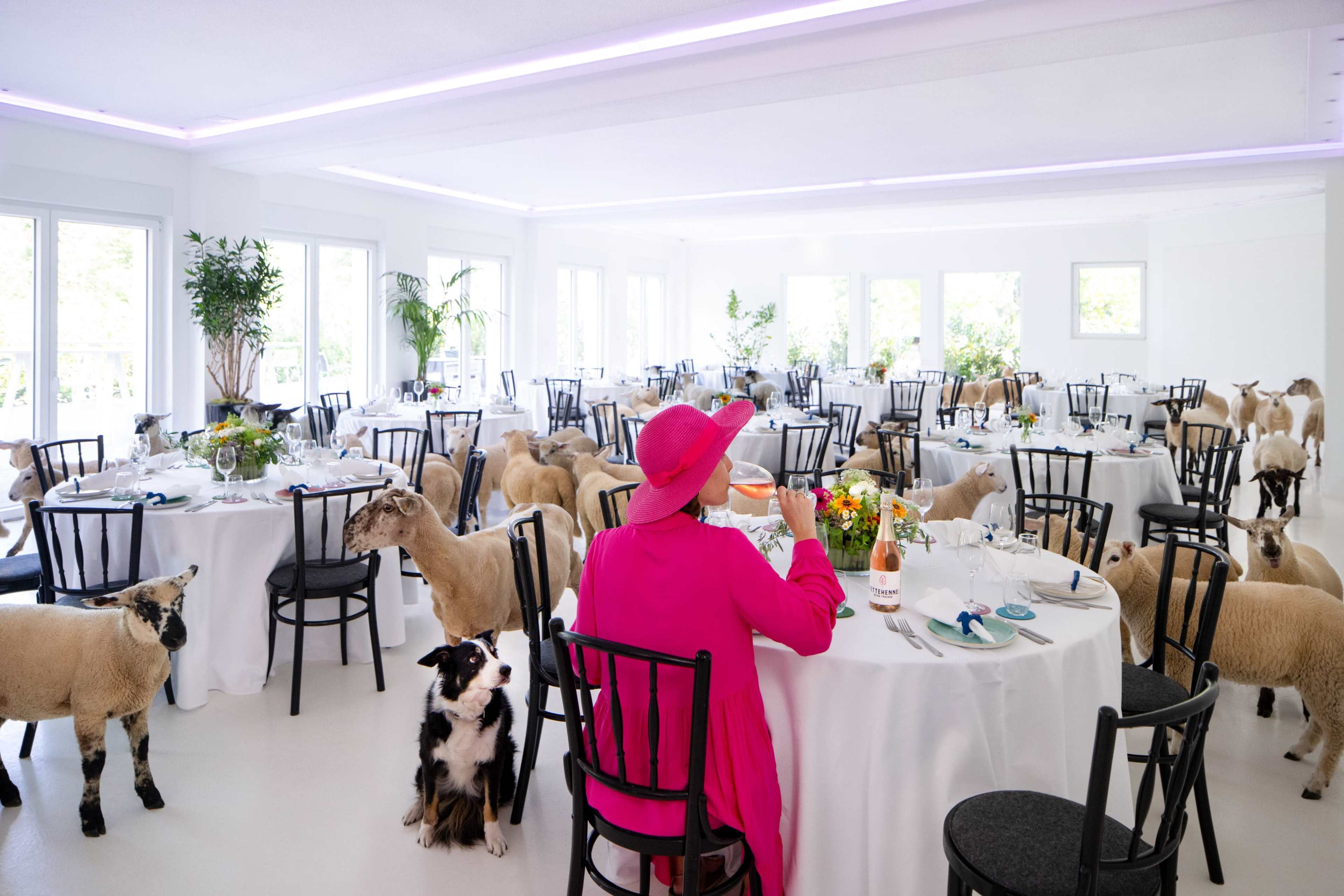 A person in a pink outfit sits at a table while sheep and a dog surround the dining area.