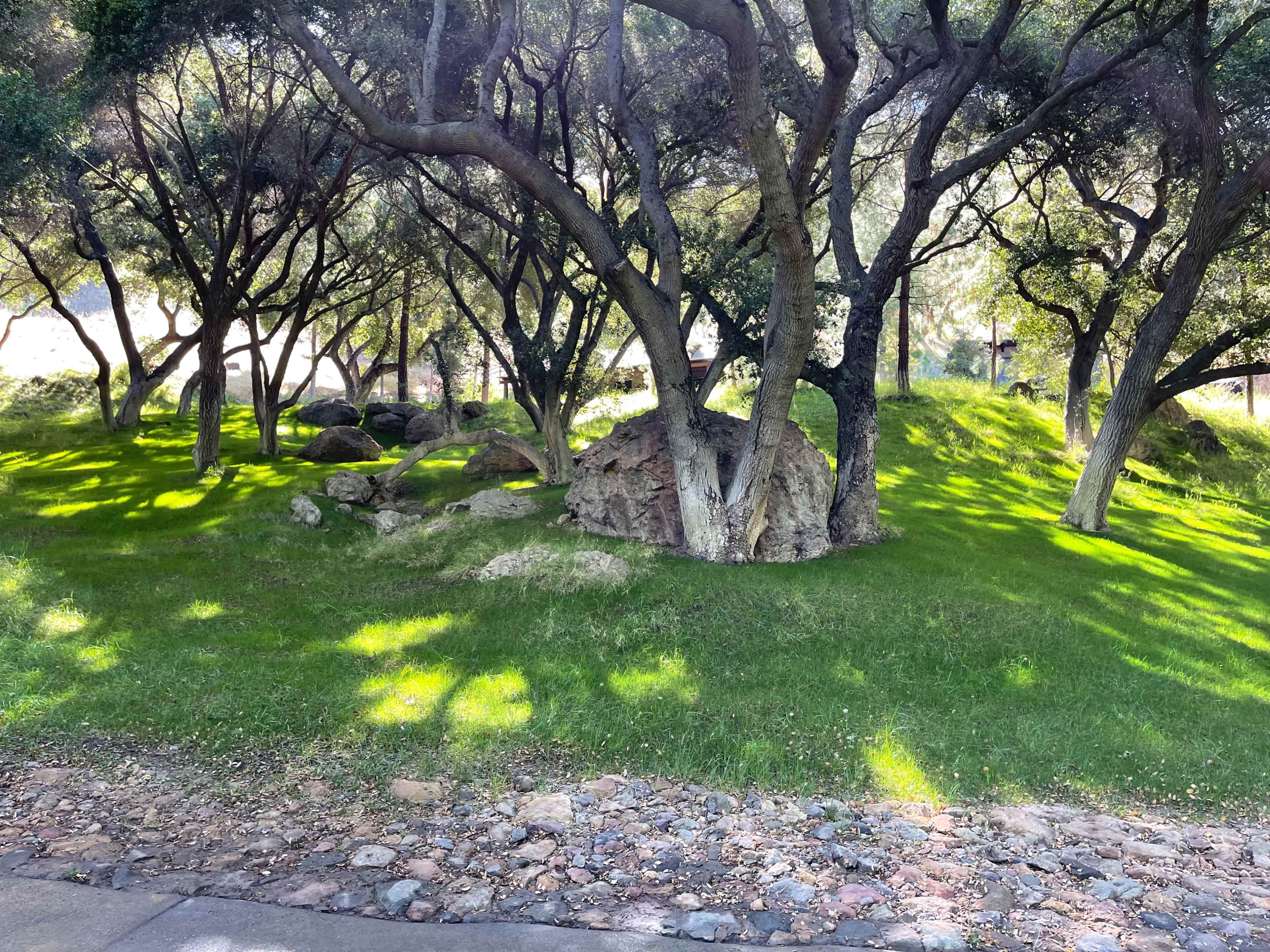 A grassy area with several trees and large rocks under dappled sunlight.