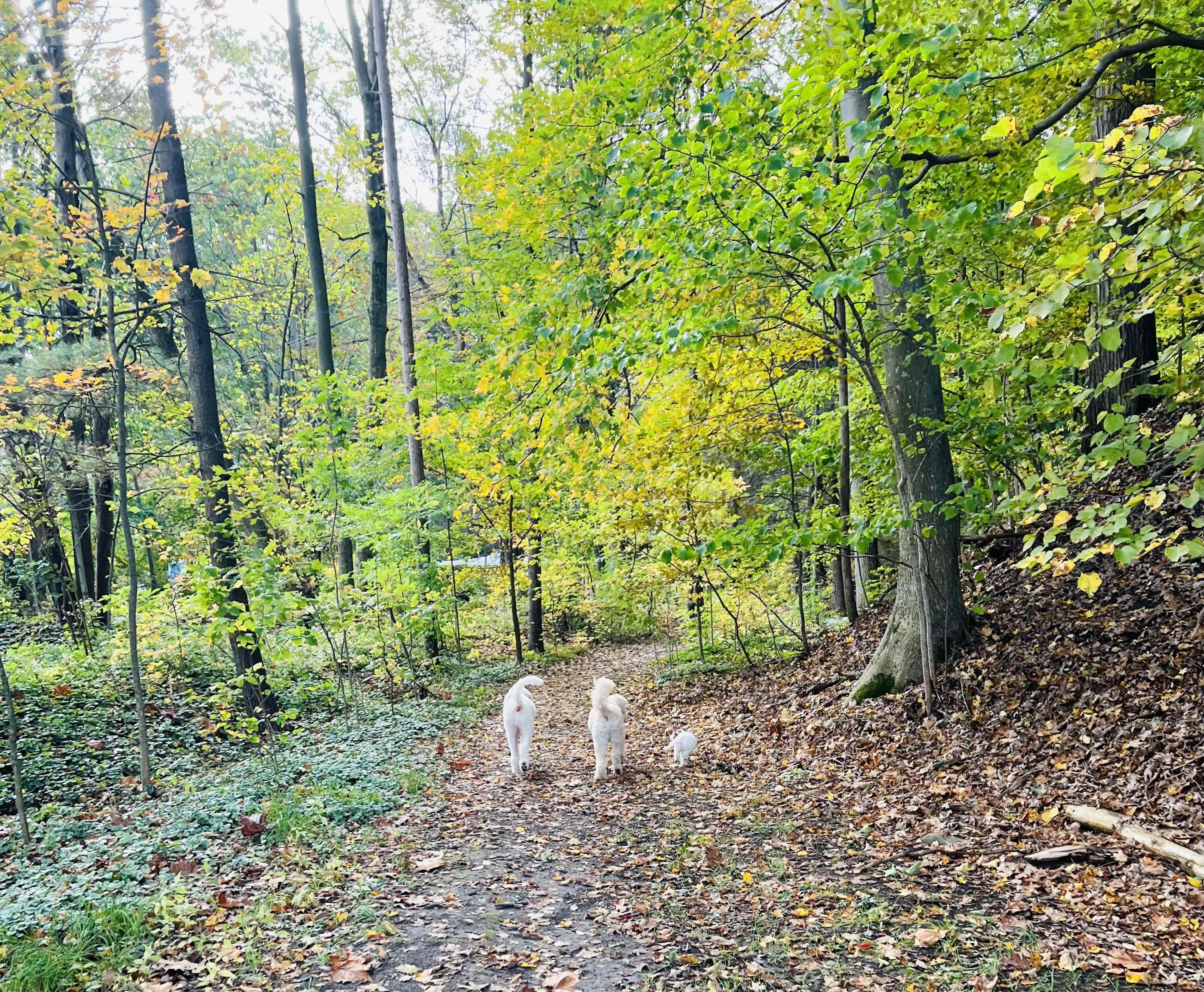 Access to Skaneateles Lake at our Cottage Image in Niles, Moravia, NY