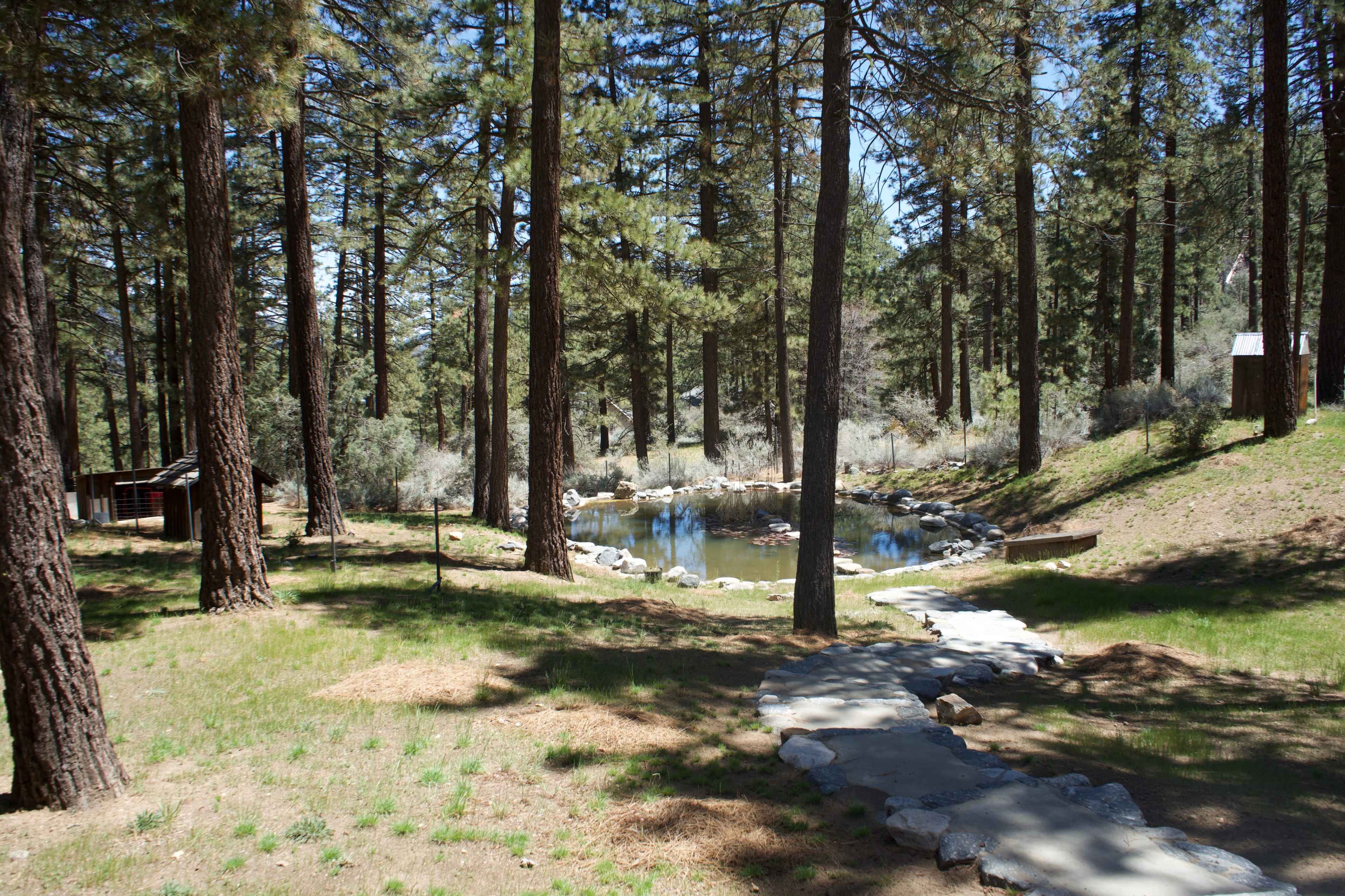 The image depicts a stone path winding through a forested area, leading to a tranquil pond surrounded by rocks and pine trees.